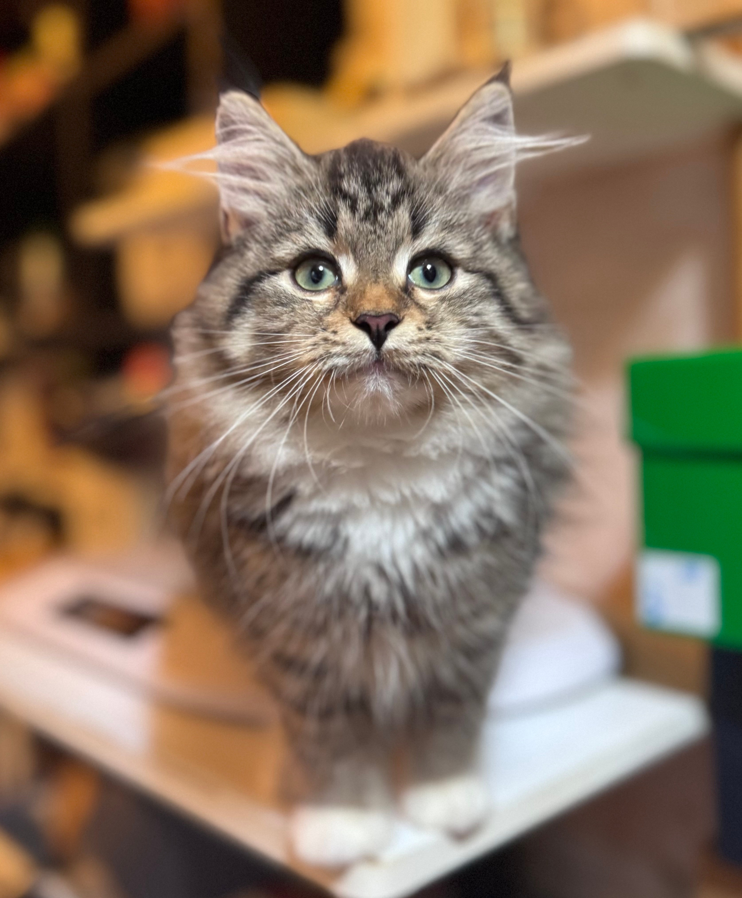 LEMON GREEN SIBERIANS LITTER OTMA