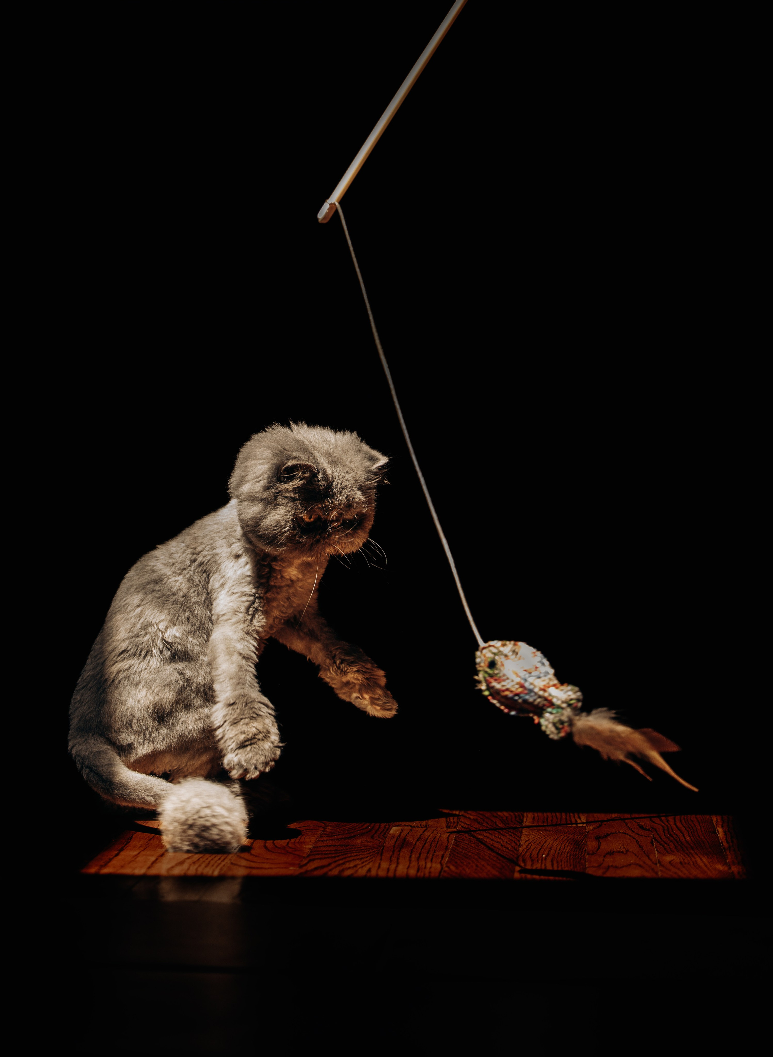 Mila & Natali. Pet Photographer Viktoriya Aleshenko