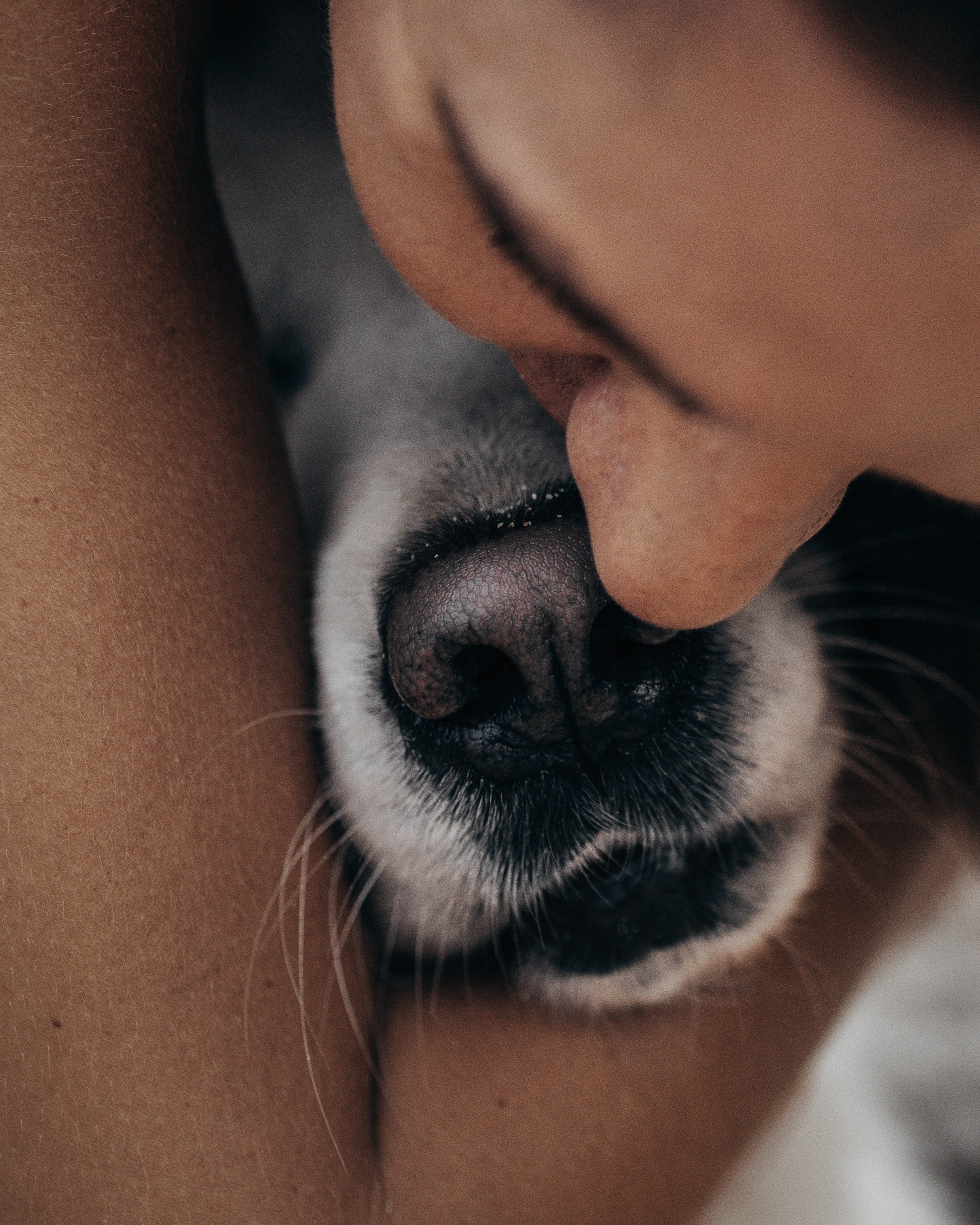 Robby & Asya. Pet Photographer Viktoriya Aleshenko