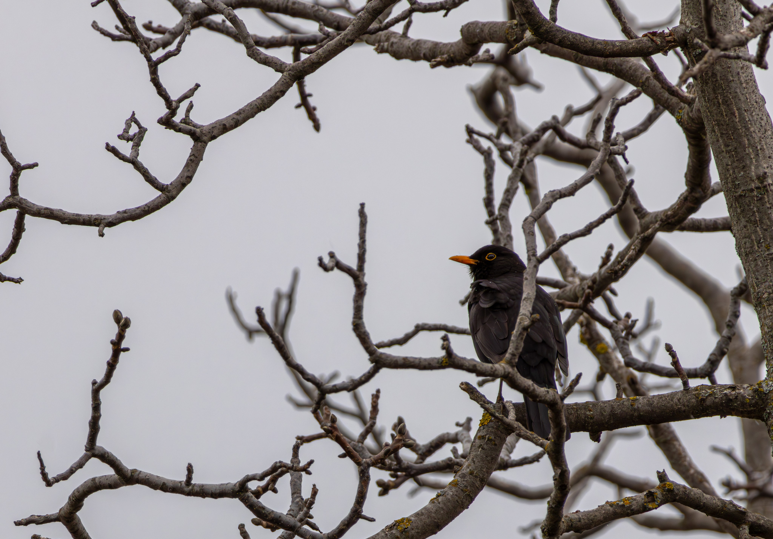 საგაზაფხულო გასეირნება წავკისისწყალის ხეობაში. FramefreeMan