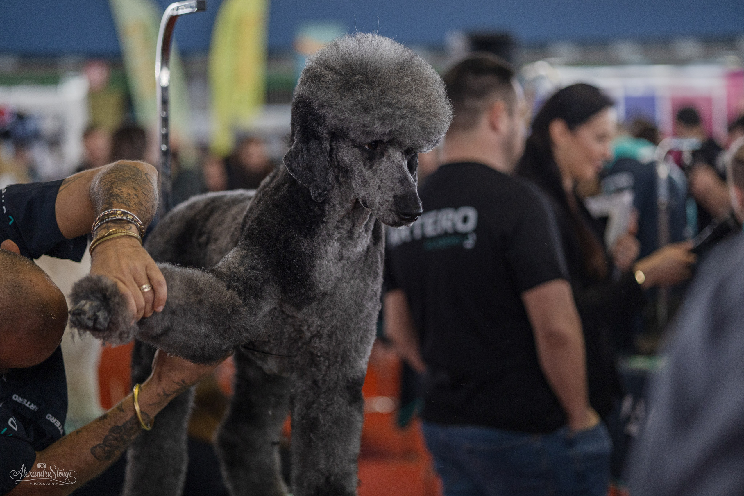 Pet EXPO. Http://www.alexphoto.ro