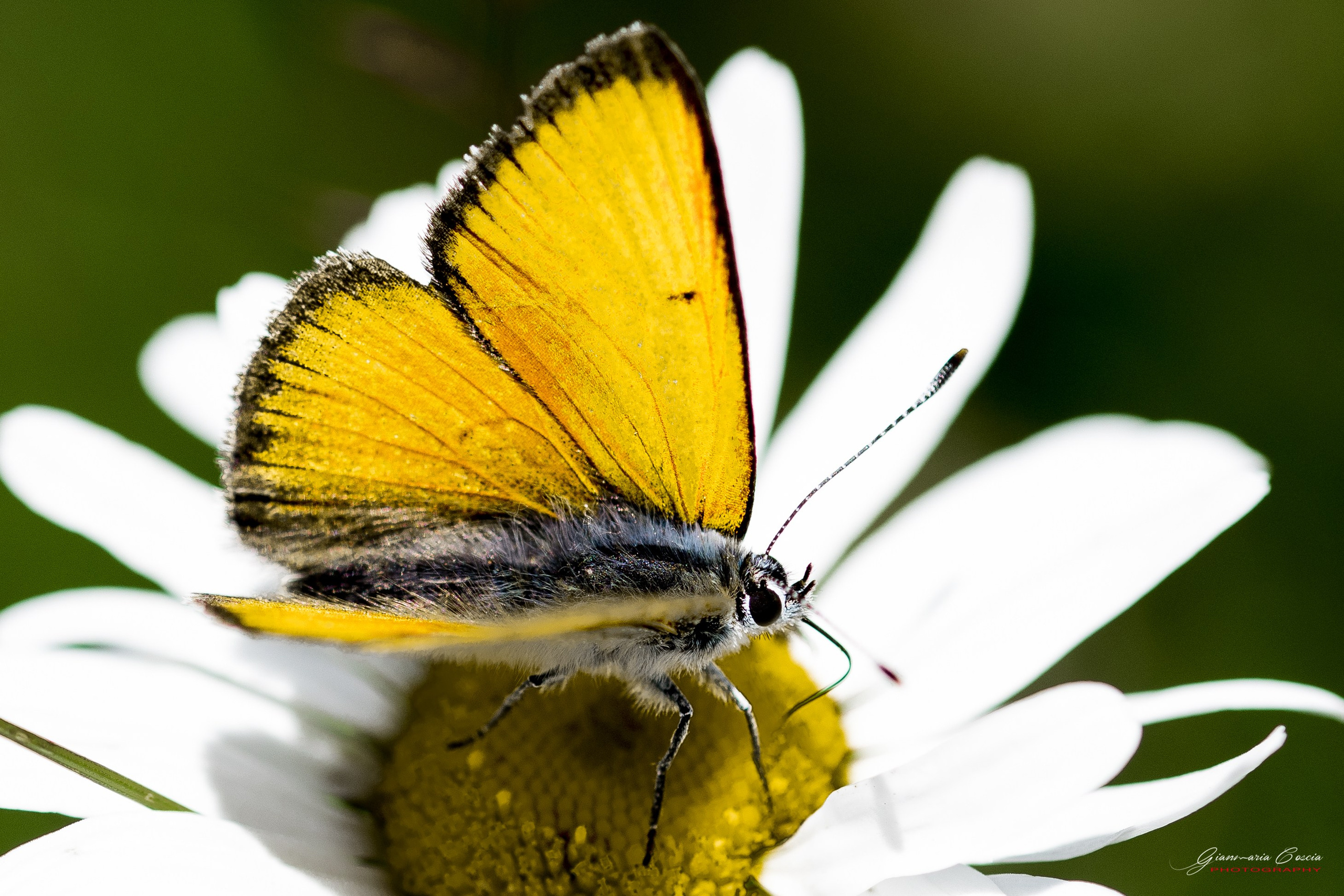 Farfalle. “Gianmaria Coscia fotografo per passione”