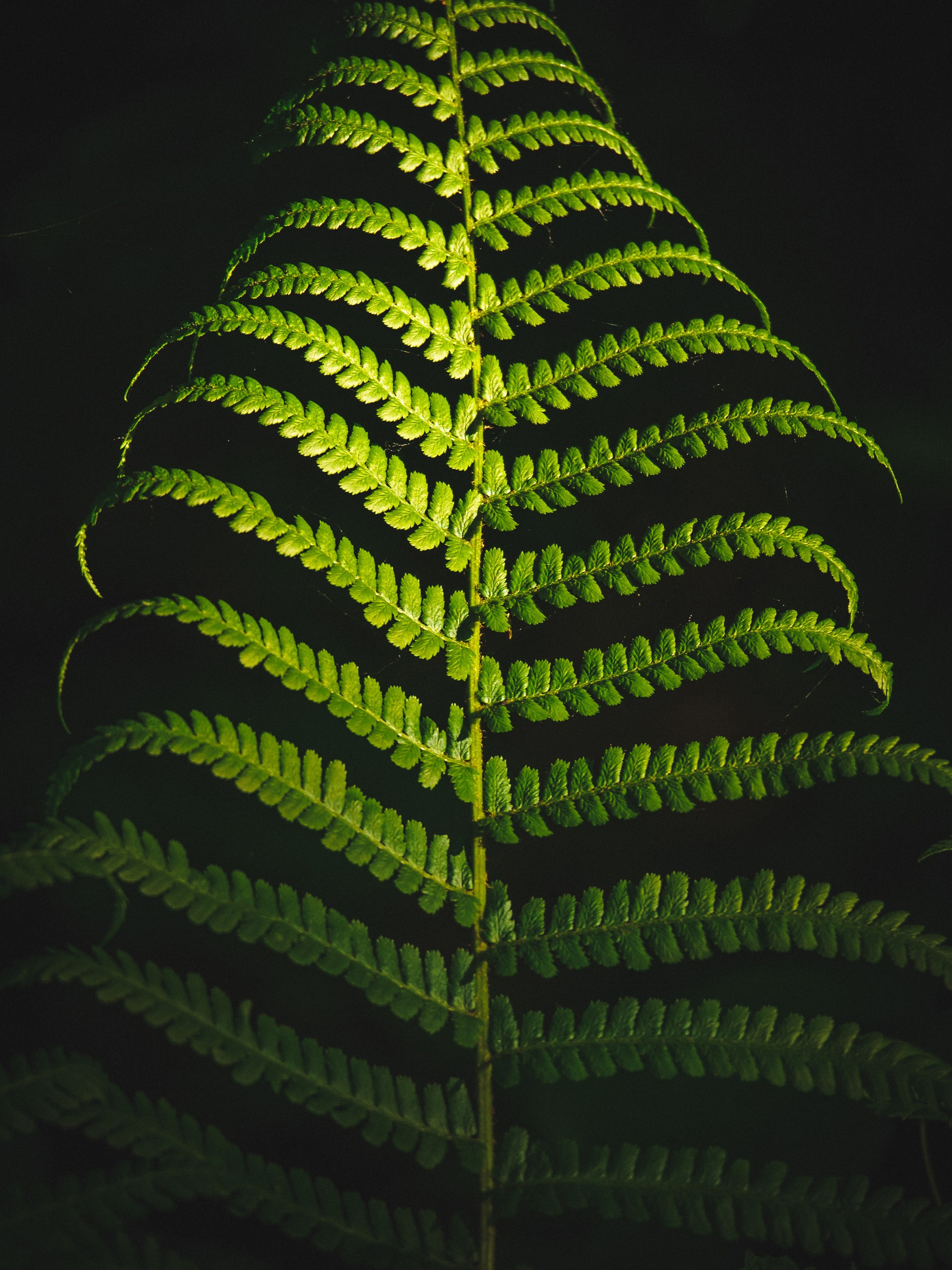 Intimate Landscapes. Nature Photographer and Videographer from Germany