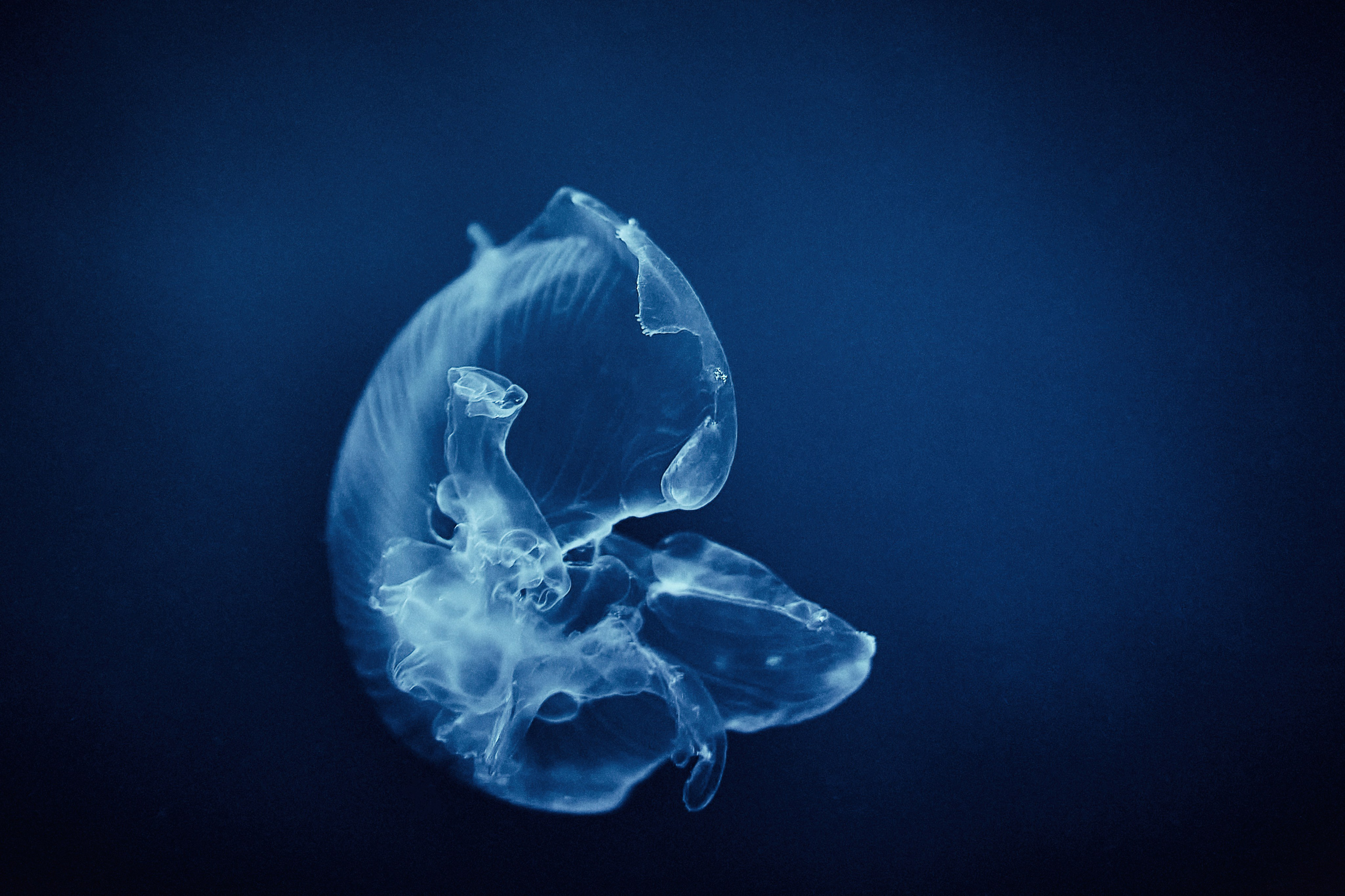 Mieszkańcy mórz. Andriej Szypilow — Photography & Videography