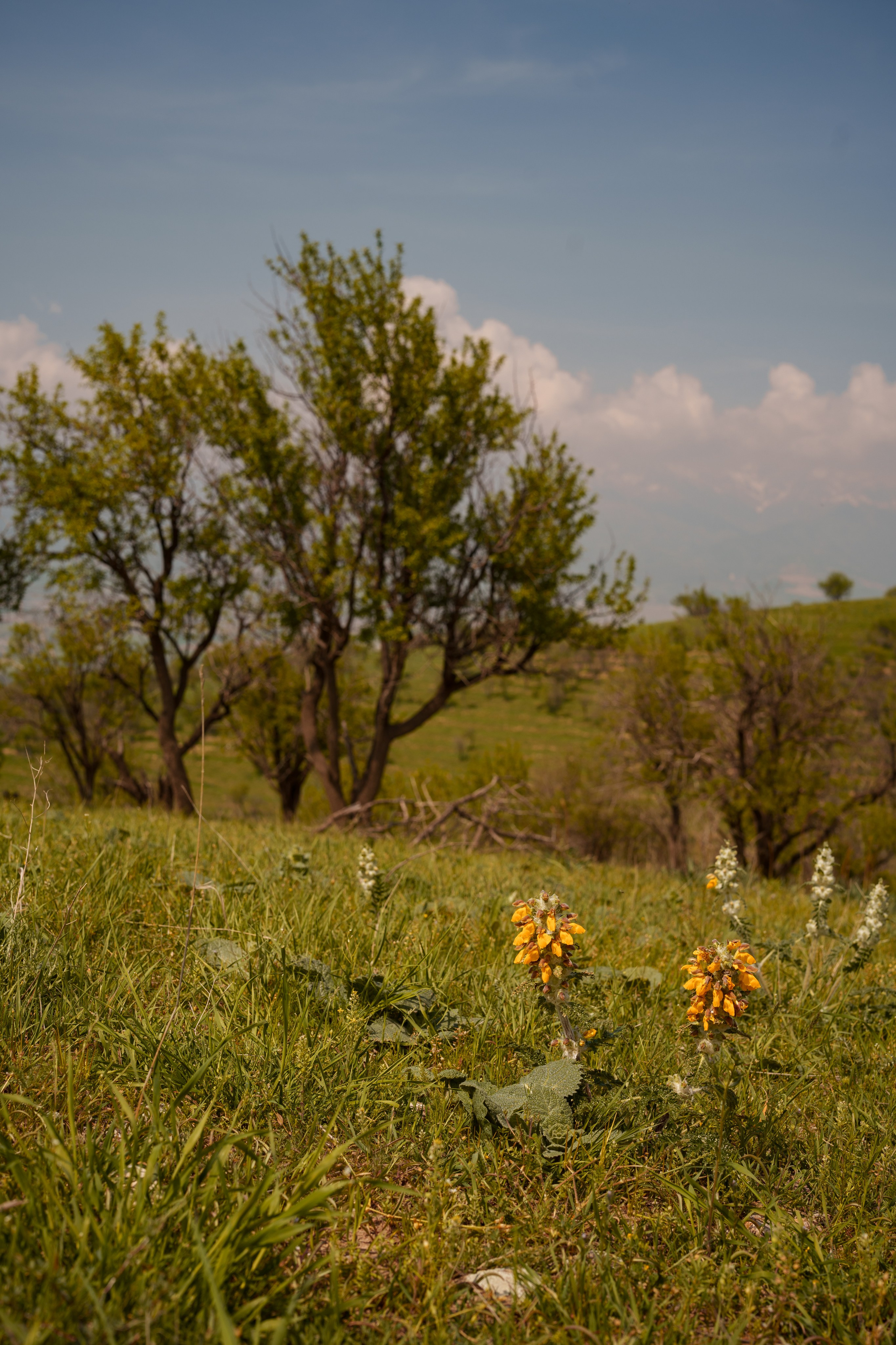 SIGMA 50 mm F1.2 DG DN Art. Фотограф Григорий Кравец