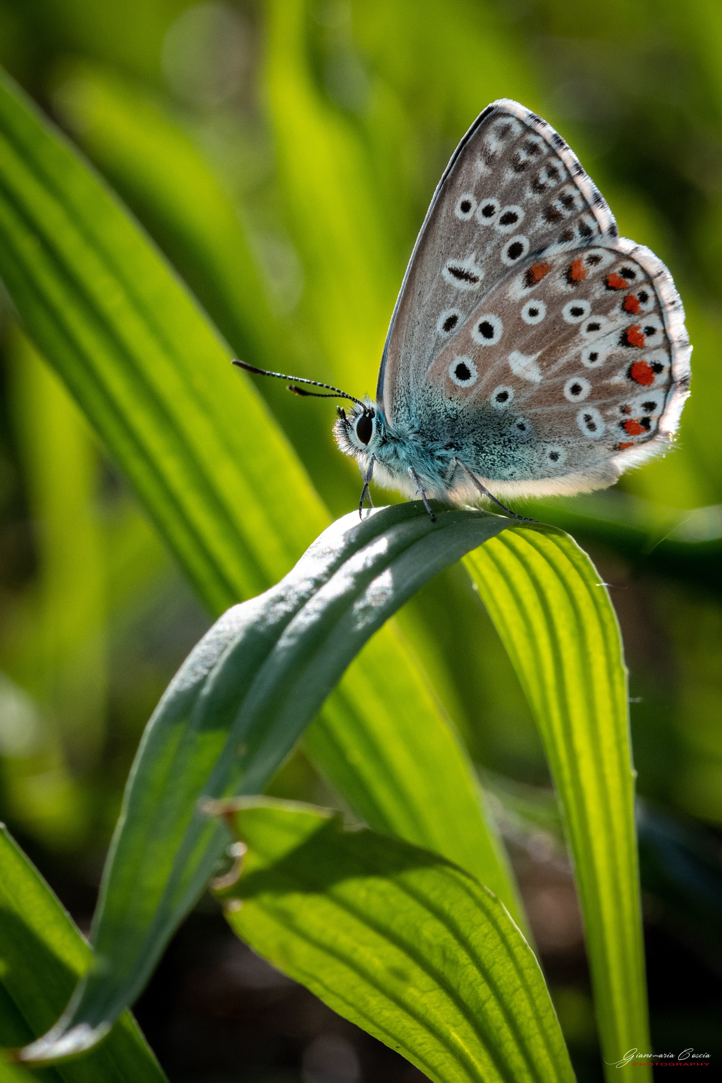 Farfalle. “Gianmaria Coscia fotografo per passione”