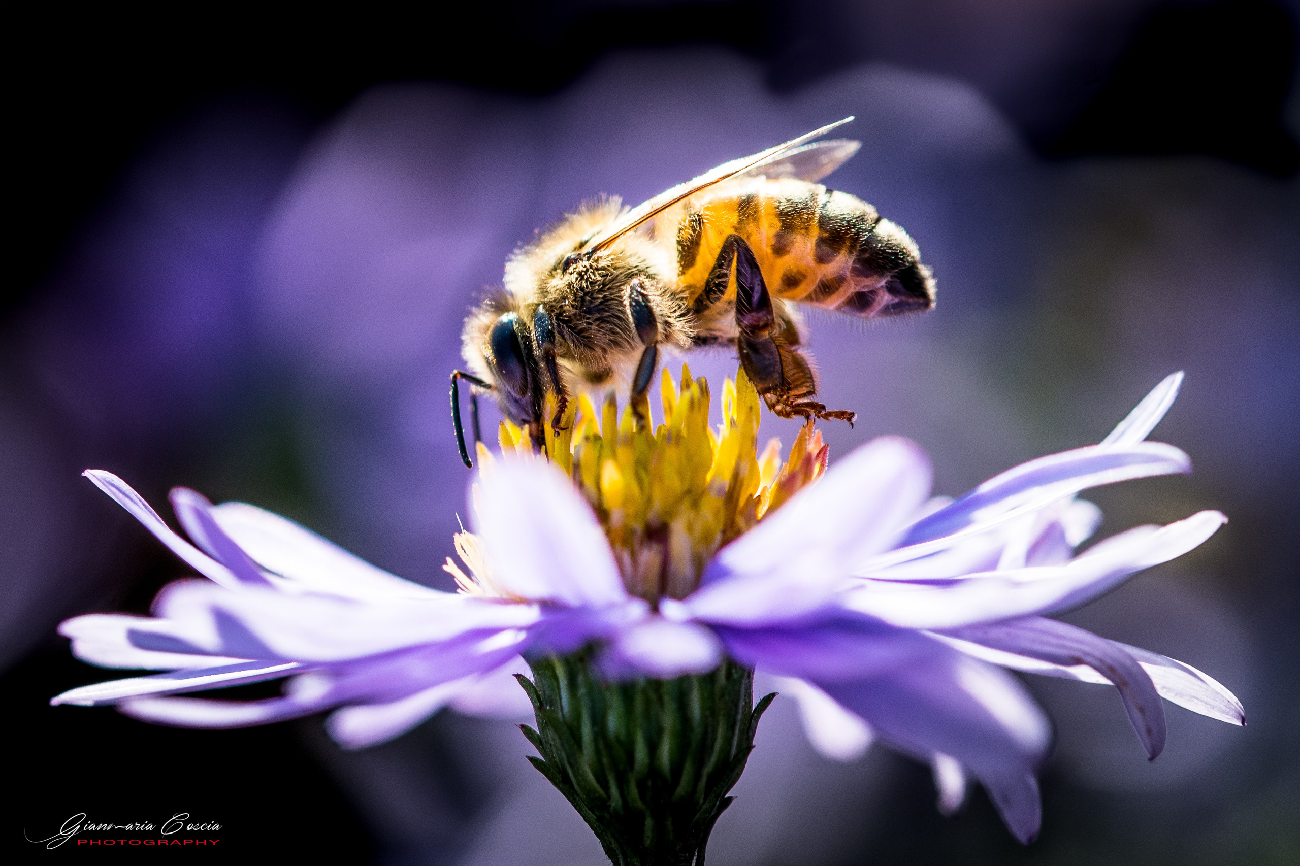 “Gianmaria Coscia fotografo per passione”