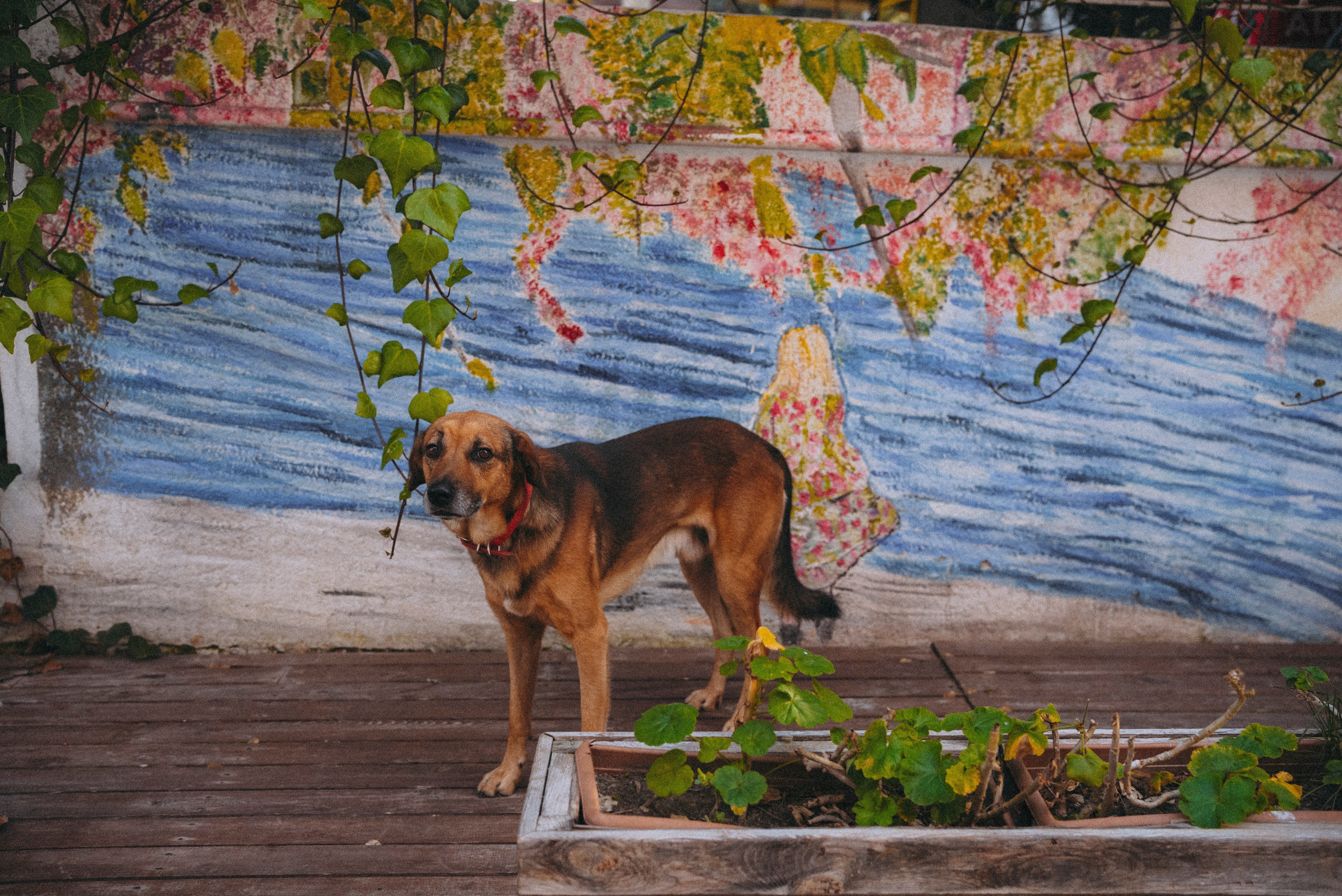 СТАМБУЛ. Стрит-фотография, полная абсурда, идиотизма и красоты