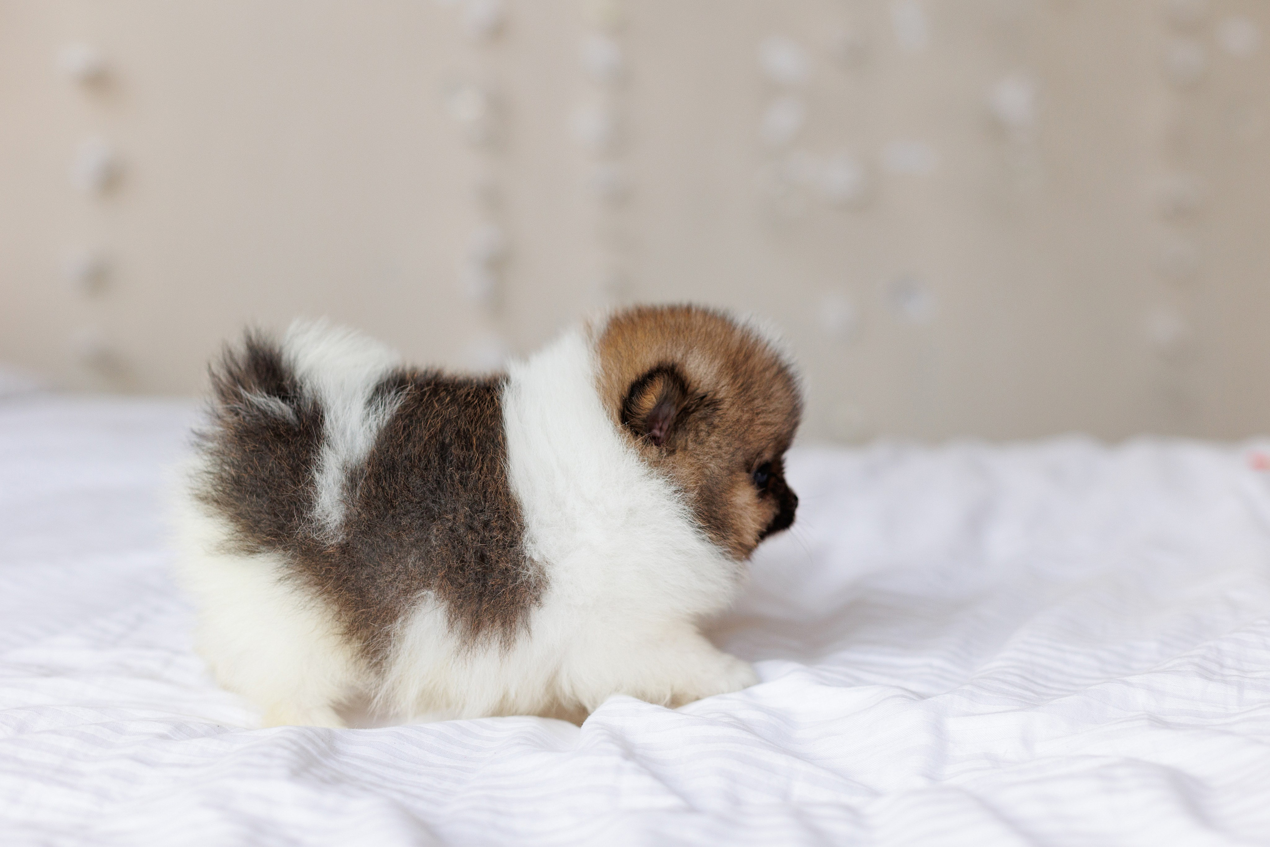 Pomeranian puppies. Семейный фотограф в Кишинёве Пулькина Ольга