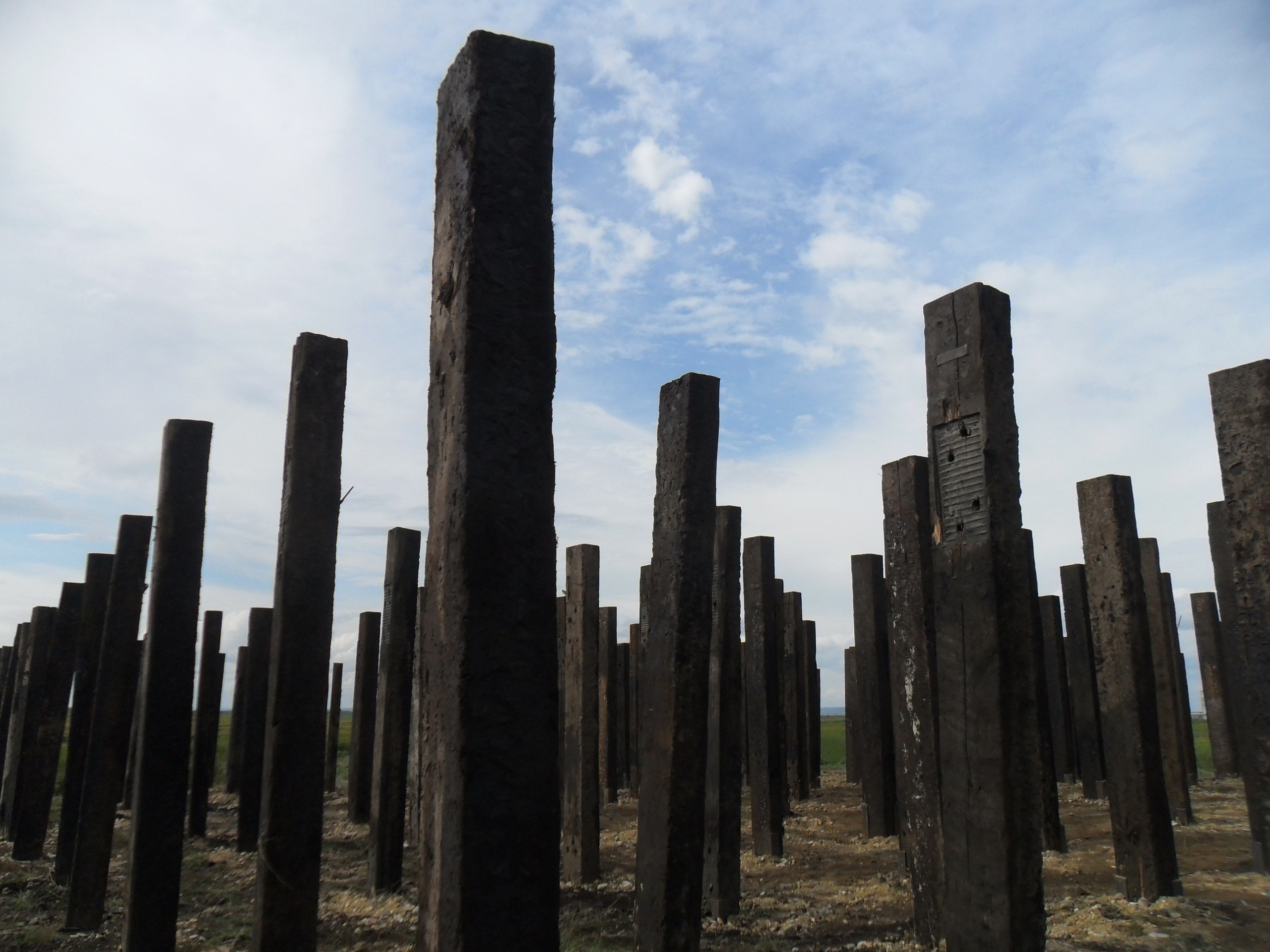 Garden, 2011. Haim Sokol’s artists website