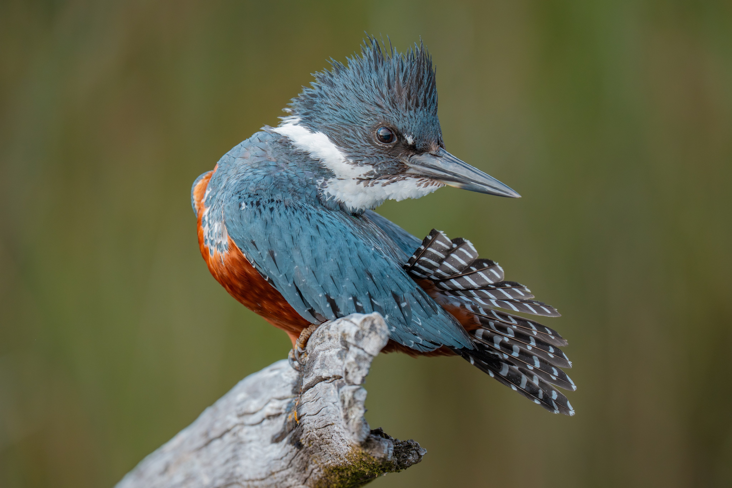Martín Pescador. Nature photographer Yuri Soria-Galvarro