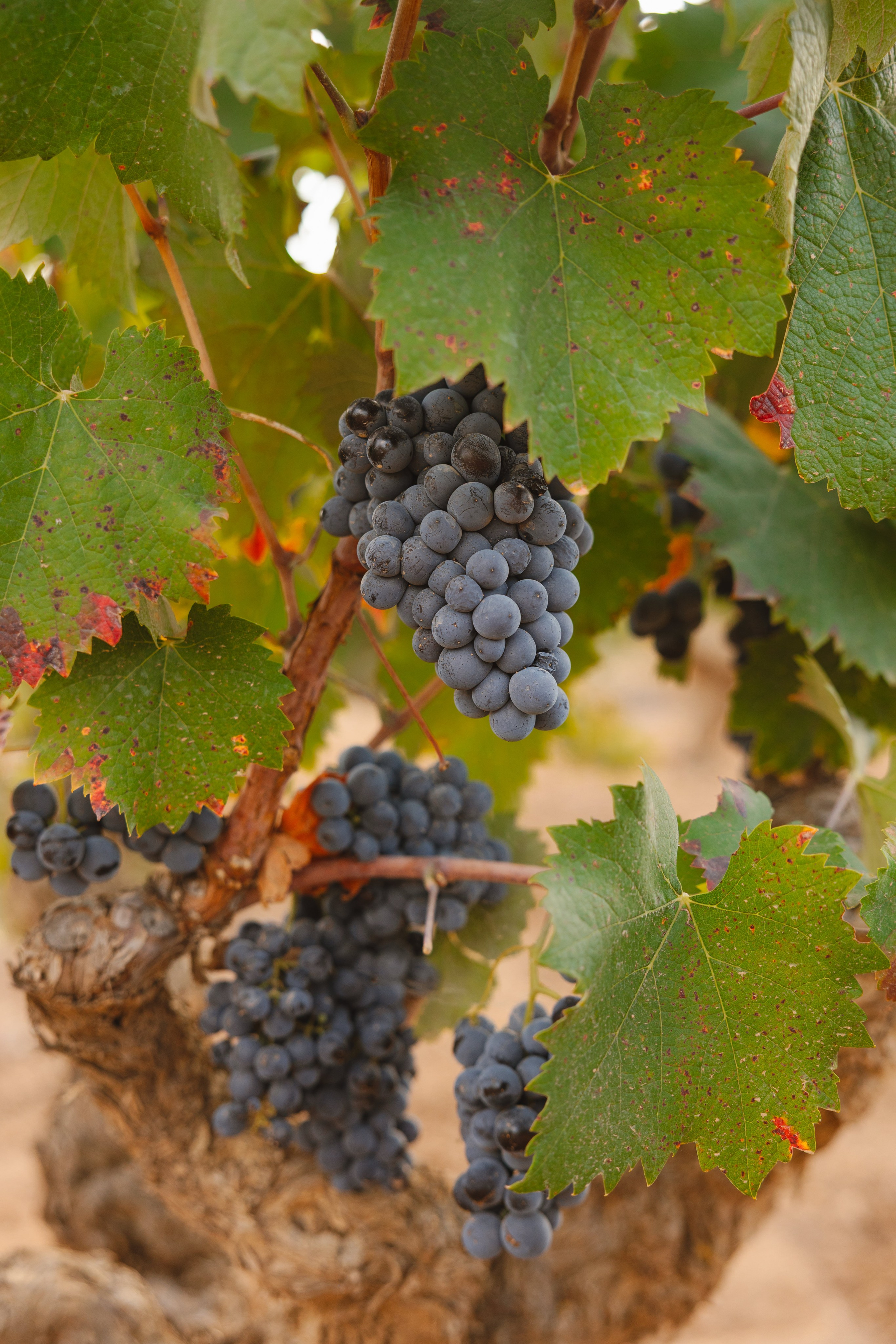 PREBODA ANA CRISTINA Y ROBERTO. Fotógrafo y Videógrafo de bodas y eventos