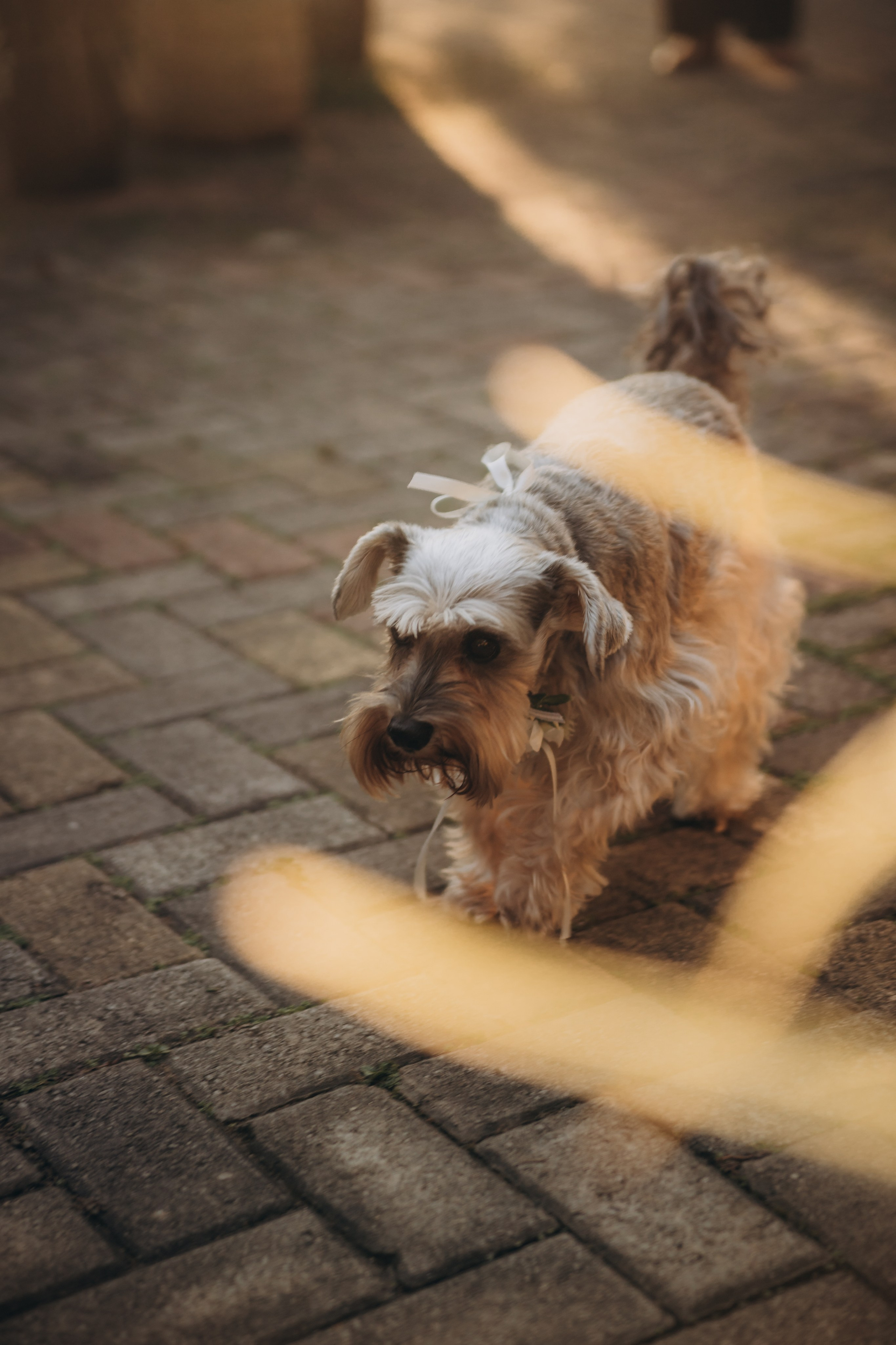 Casamento — Felipe & Ananda. Fotógrafo de Casamentos, Eventos e Ensaios em Ribeirão Preto e região — Thiago Saletti