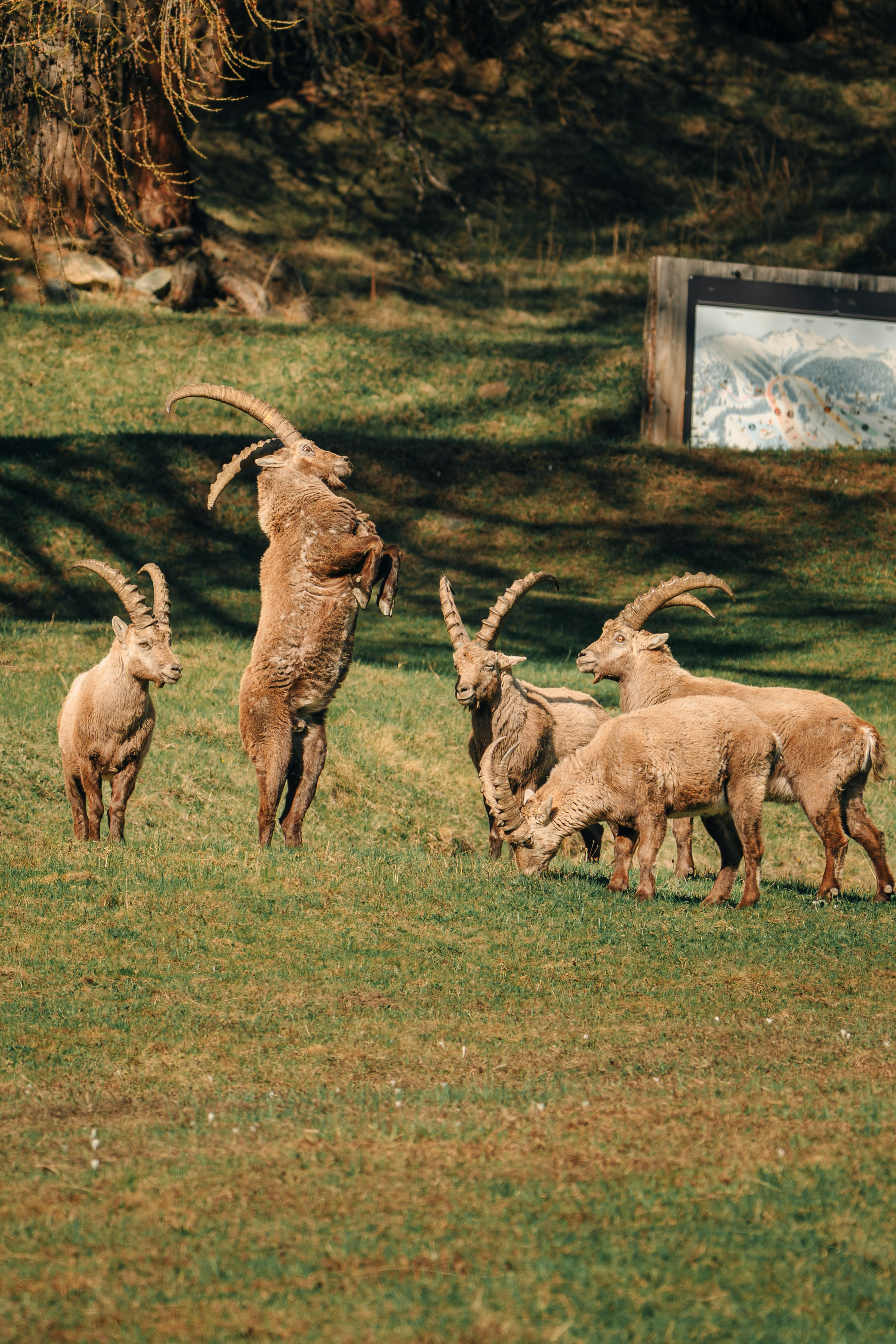 Capricorns in Pontresina. Lutsenko Visuals — Photography & Visual Content