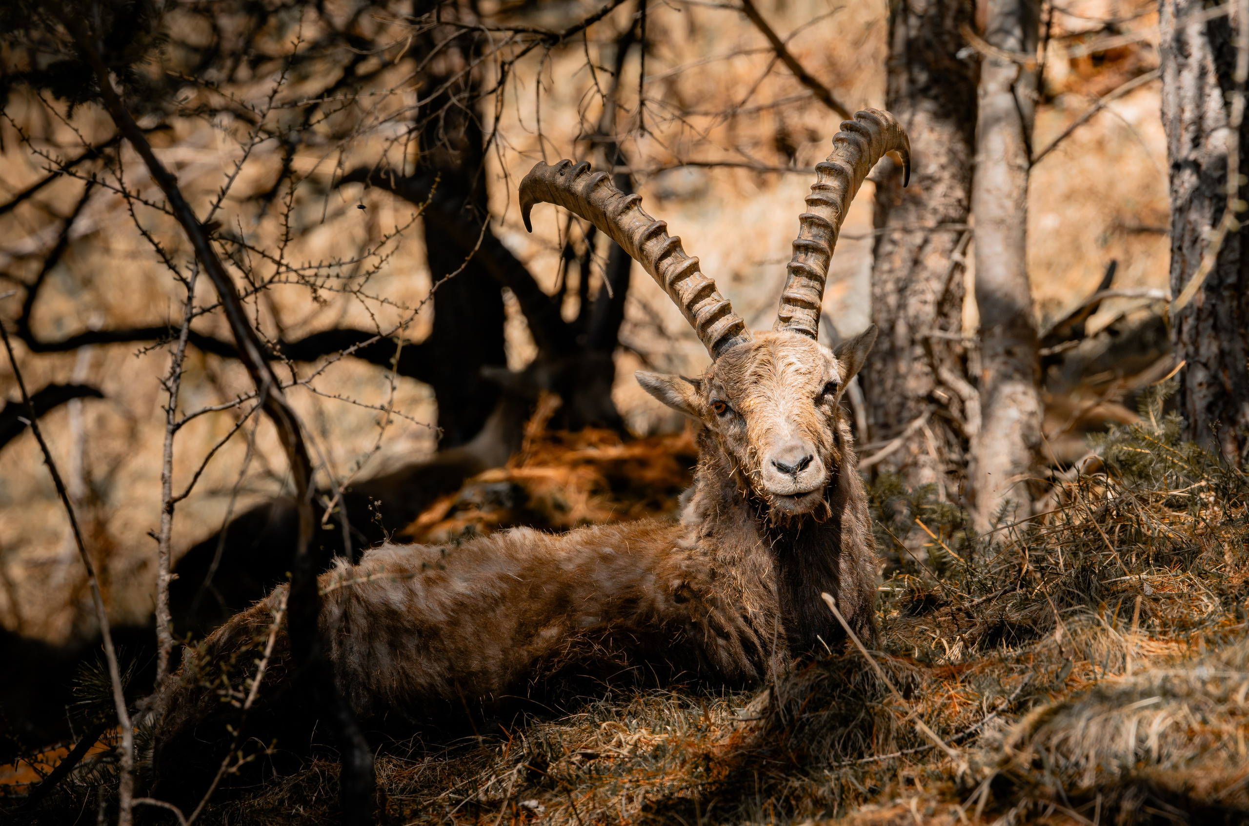Capricorns in Pontresina. Lutsenko Visuals — Photography & Visual Content