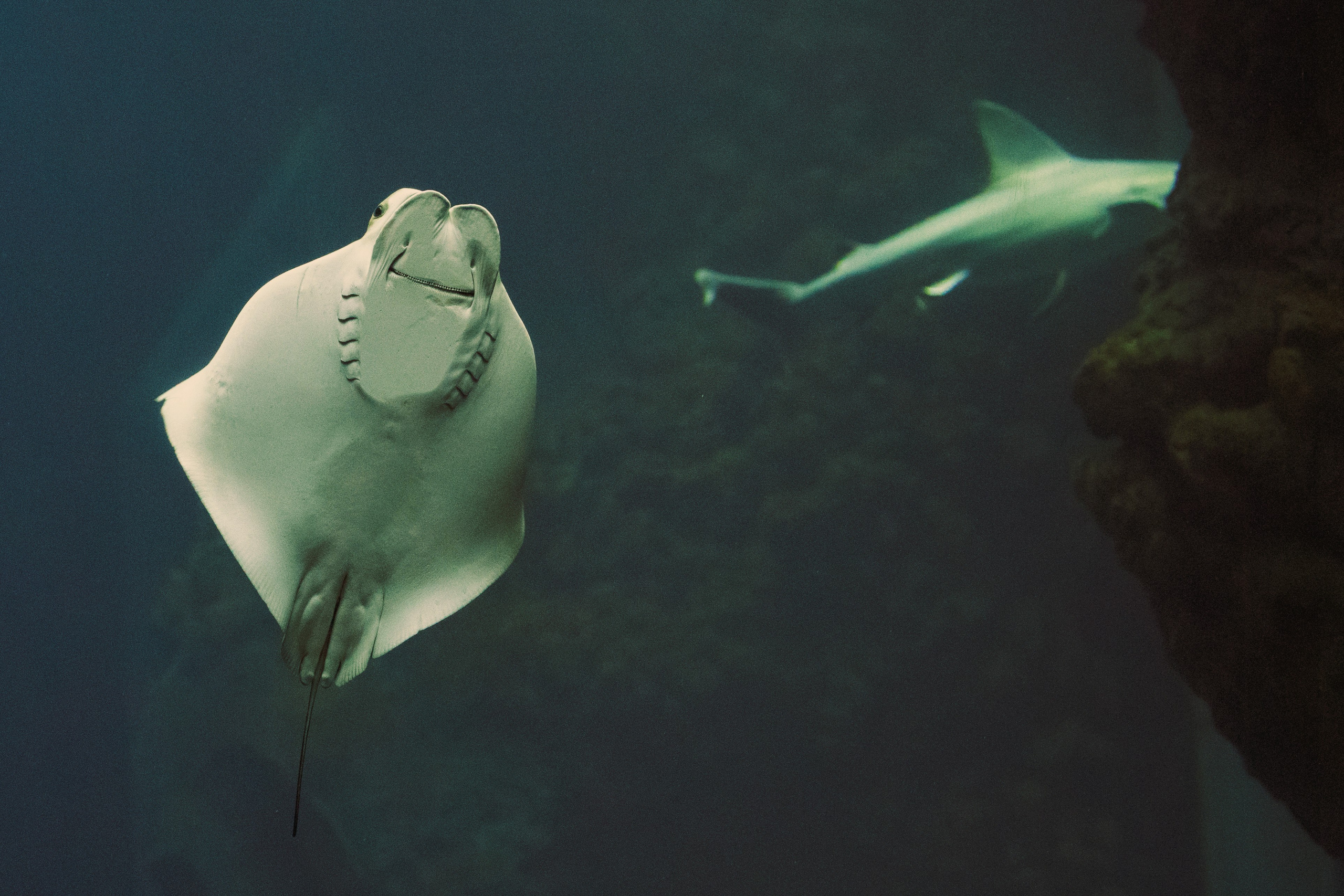 Tierwelt. Bürgerreporter & Amateurfotograf in Hannover