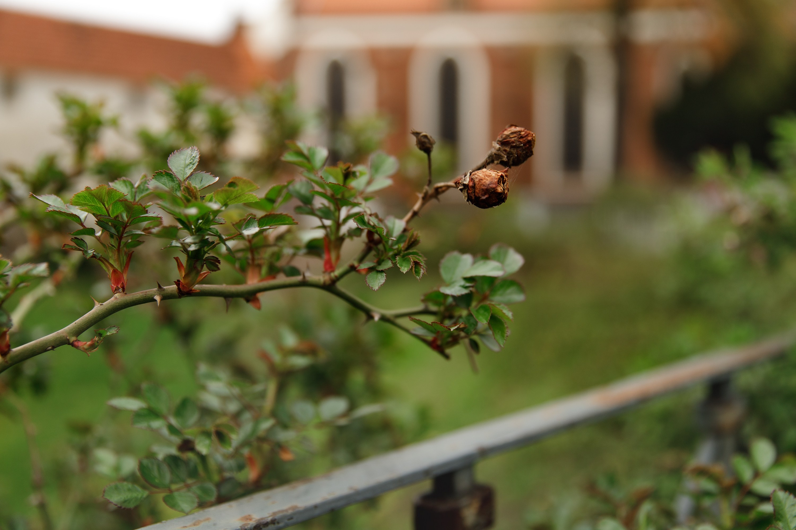 Oleśnica castle. Kaja | fotograf psów we Wrocławiu