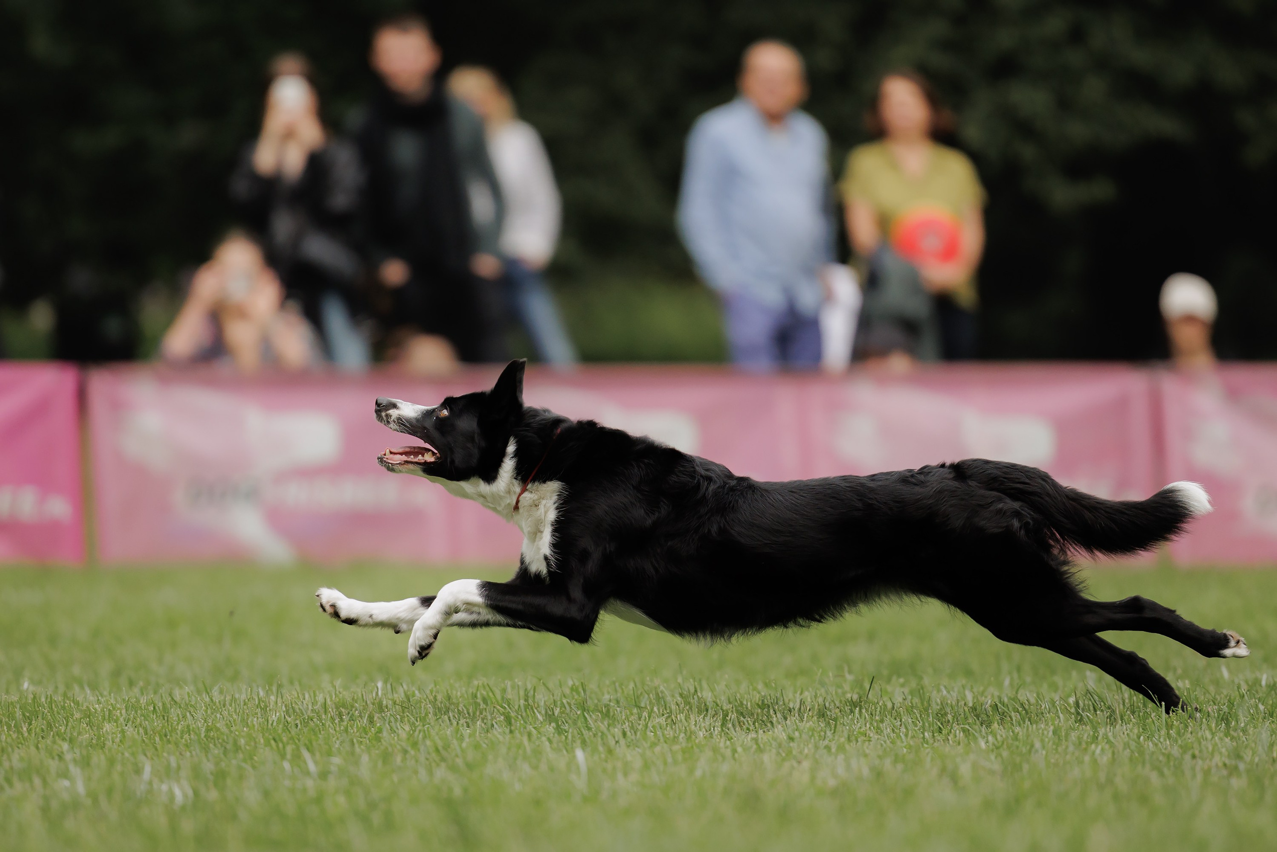 Latające psy, Wrocław'25. Kaja | fotograf psów we Wrocławiu