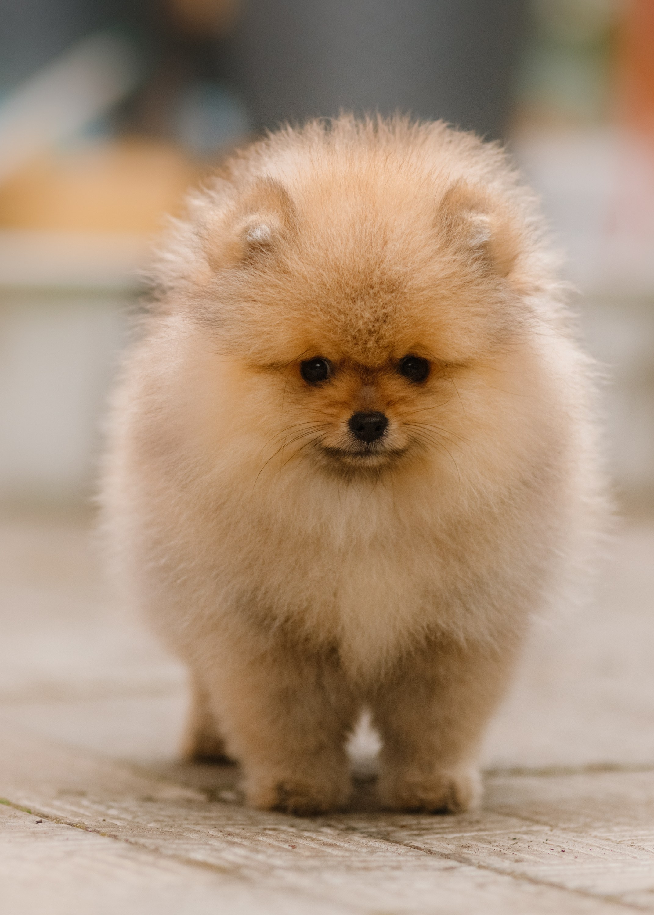 Halloween spitz puppies. Kaja | fotograf we Wrocławiu | ludzie i psy