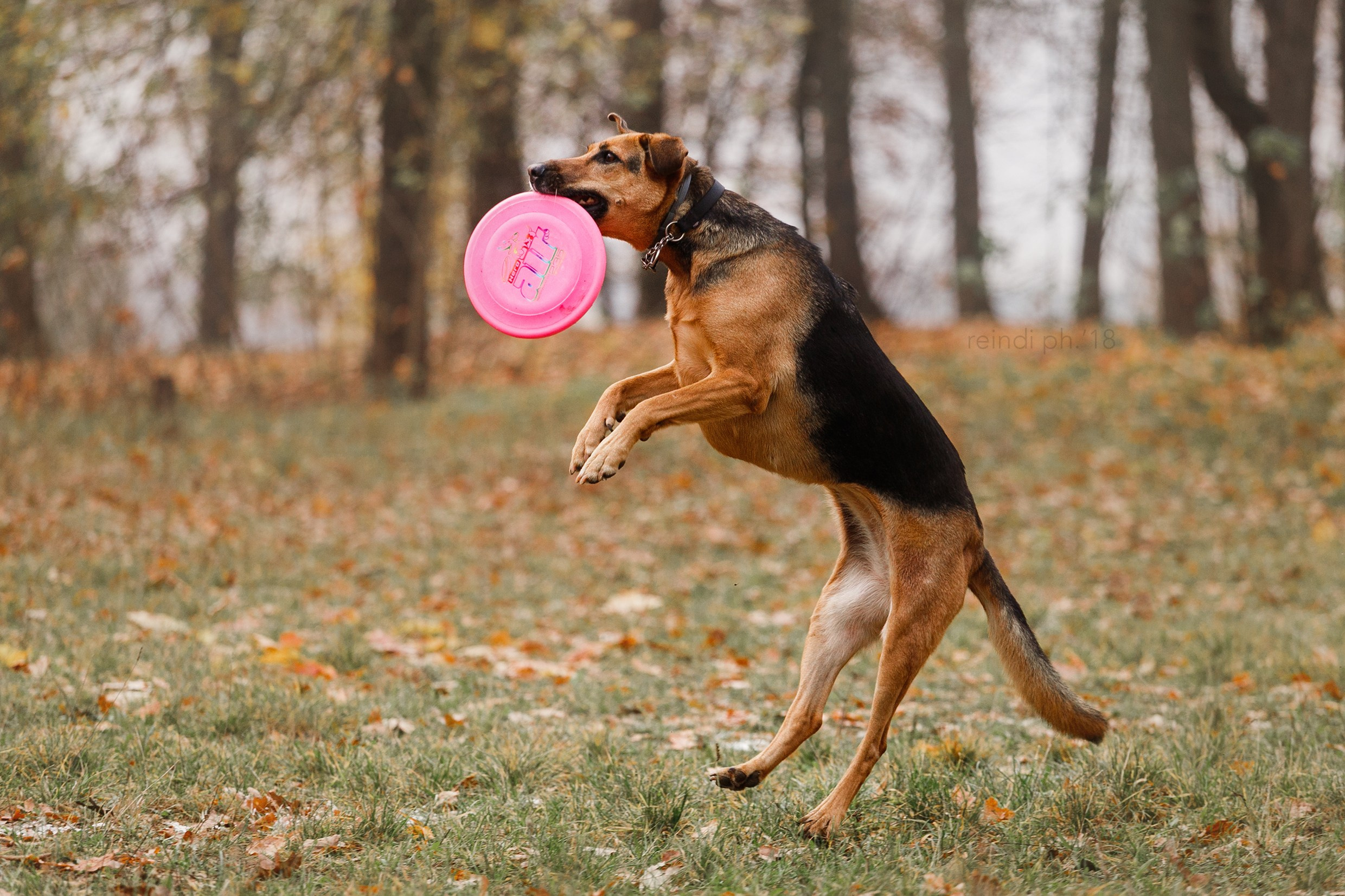 Frisbee and dog puller championship | autumn. Kaja | fotograf we Wrocławiu | ludzie i psy