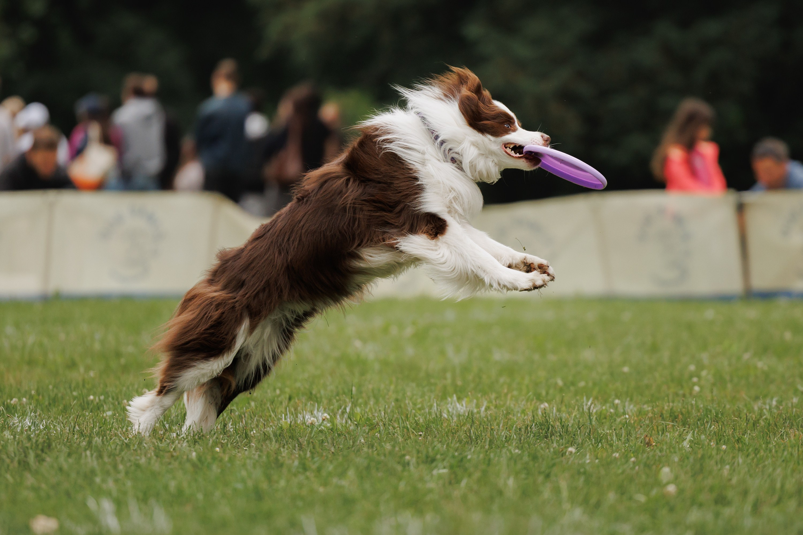 Latające psy, Wrocław'25. Kaja | fotograf psów we Wrocławiu