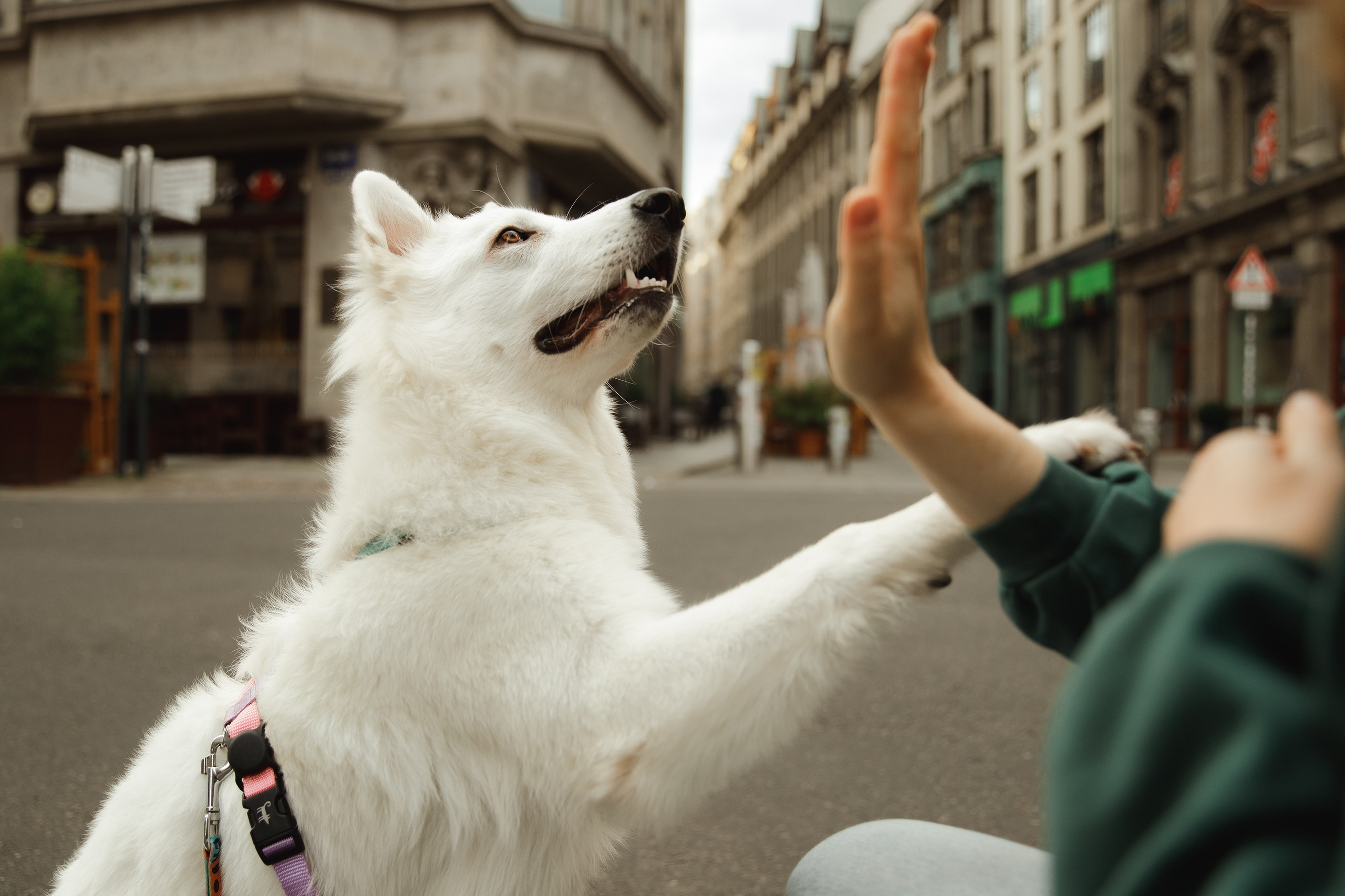 Astra in Leipzig. Kaja | fotograf we Wrocławiu | ludzie i psy