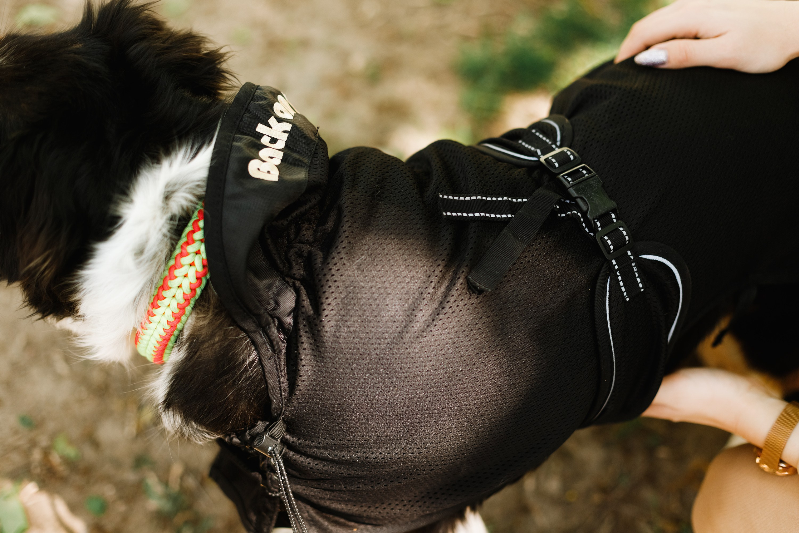 Dog trainer blog content. Kaja | fotograf we Wrocławiu | ludzie i psy