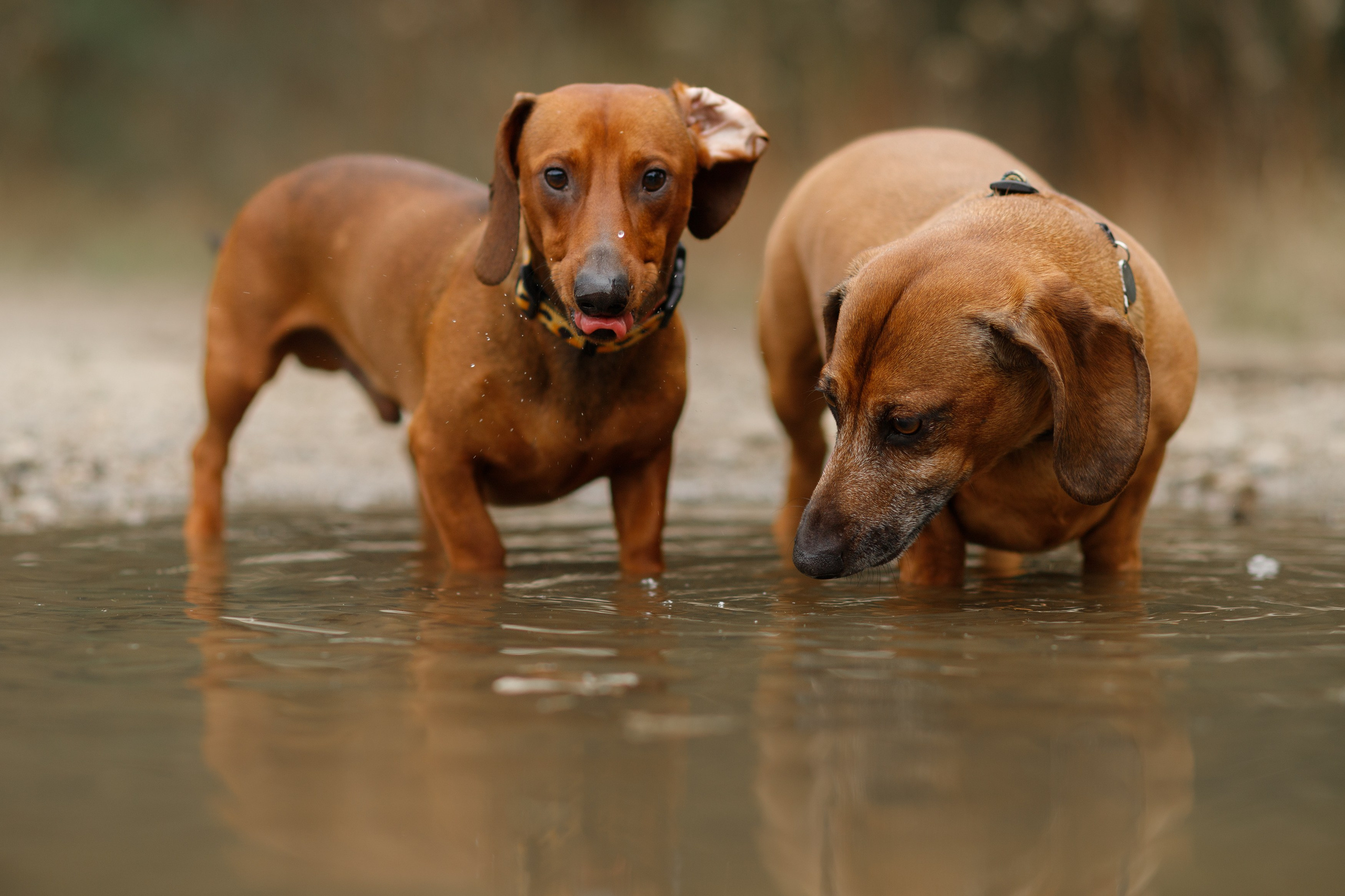 Ania, Franek & Vincent. Kaja | fotograf psów we Wrocławiu