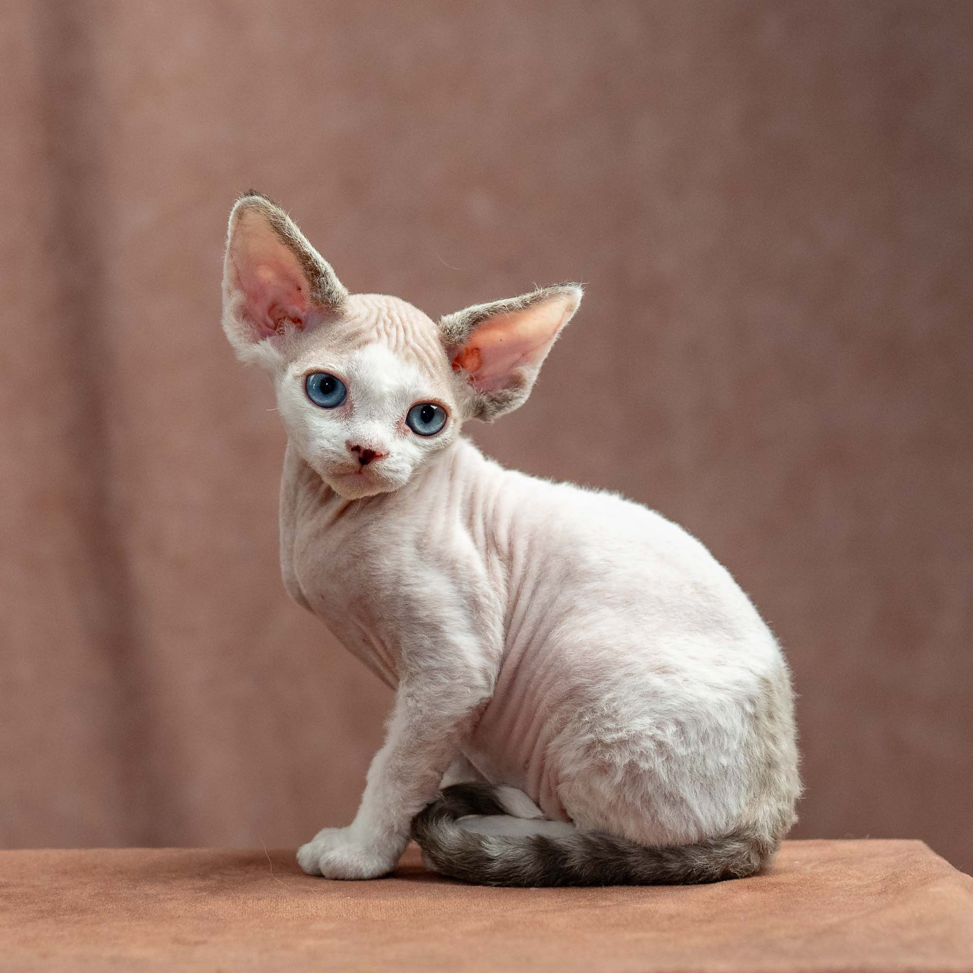 Frosttip, boy, born on 01.01.25. Devon Rex Pixie Cattery