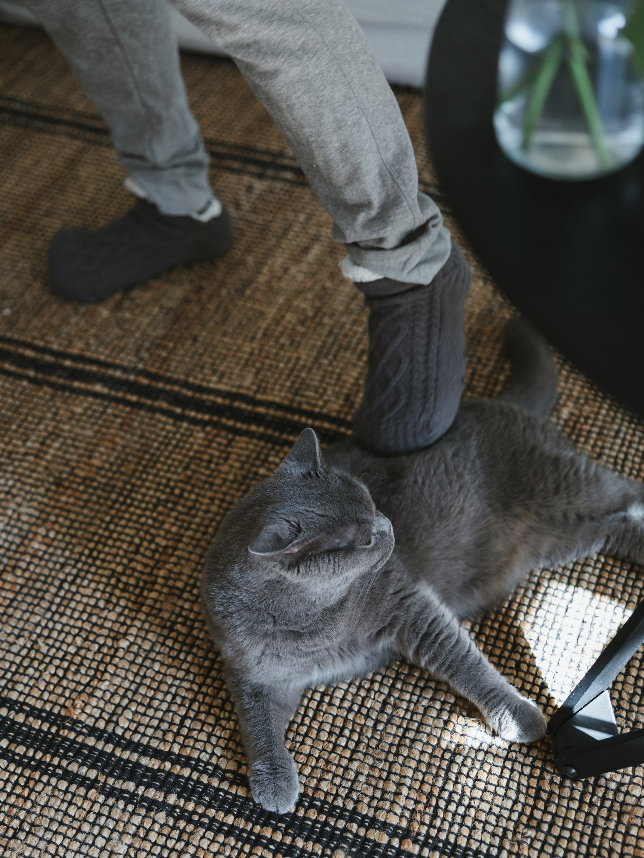 Photos of pets. Shanghai Family Photographer Dora