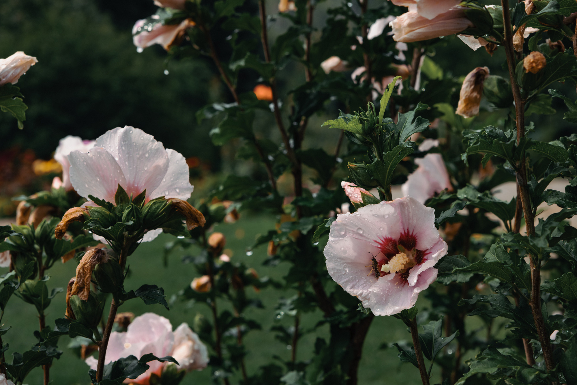 Stefan — Roxana. Φωτογράφος και βιντεογράφος γάμου