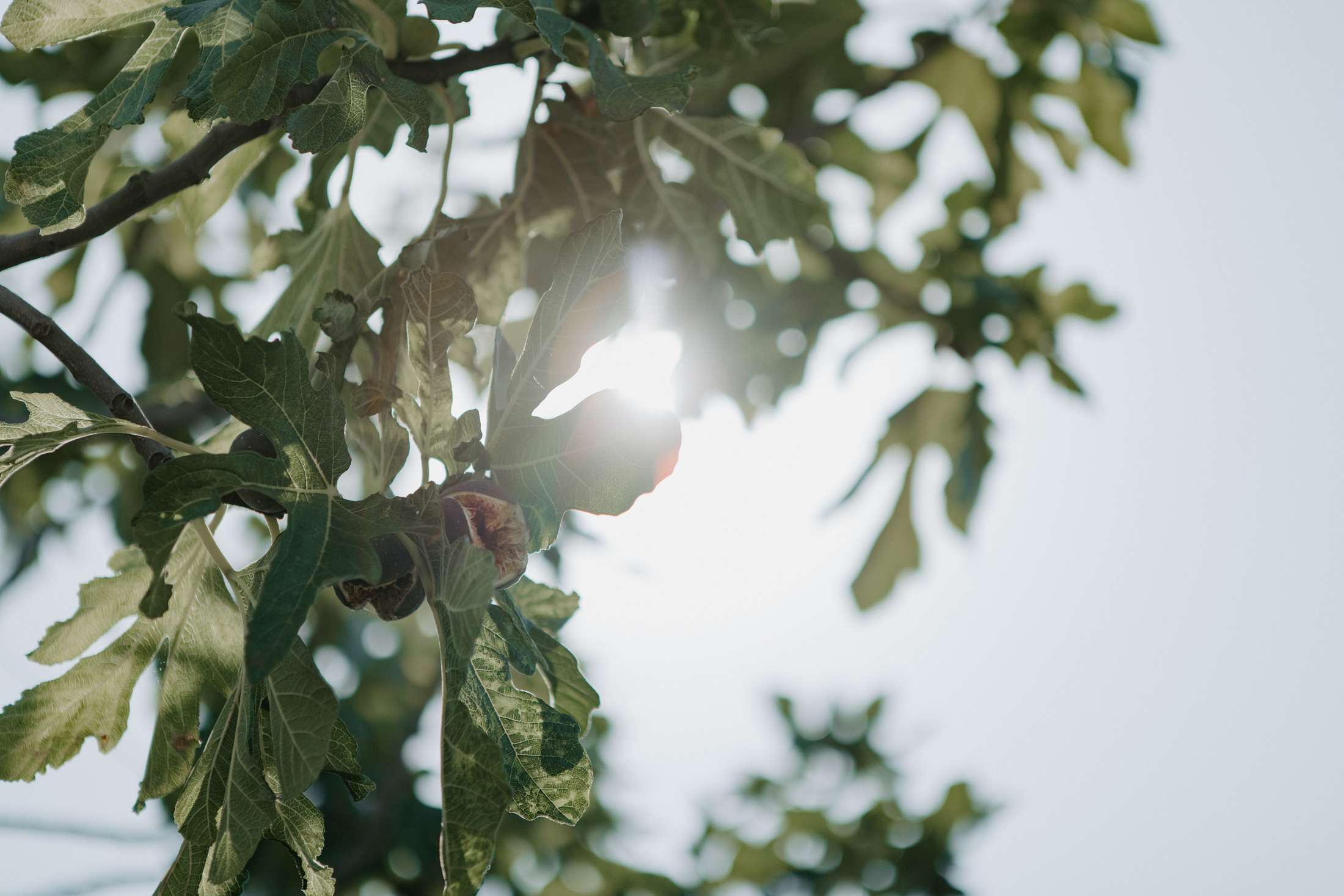 Irini & Kostantinos. Fotograf și videograf de nuntă R. Moldova, Romania