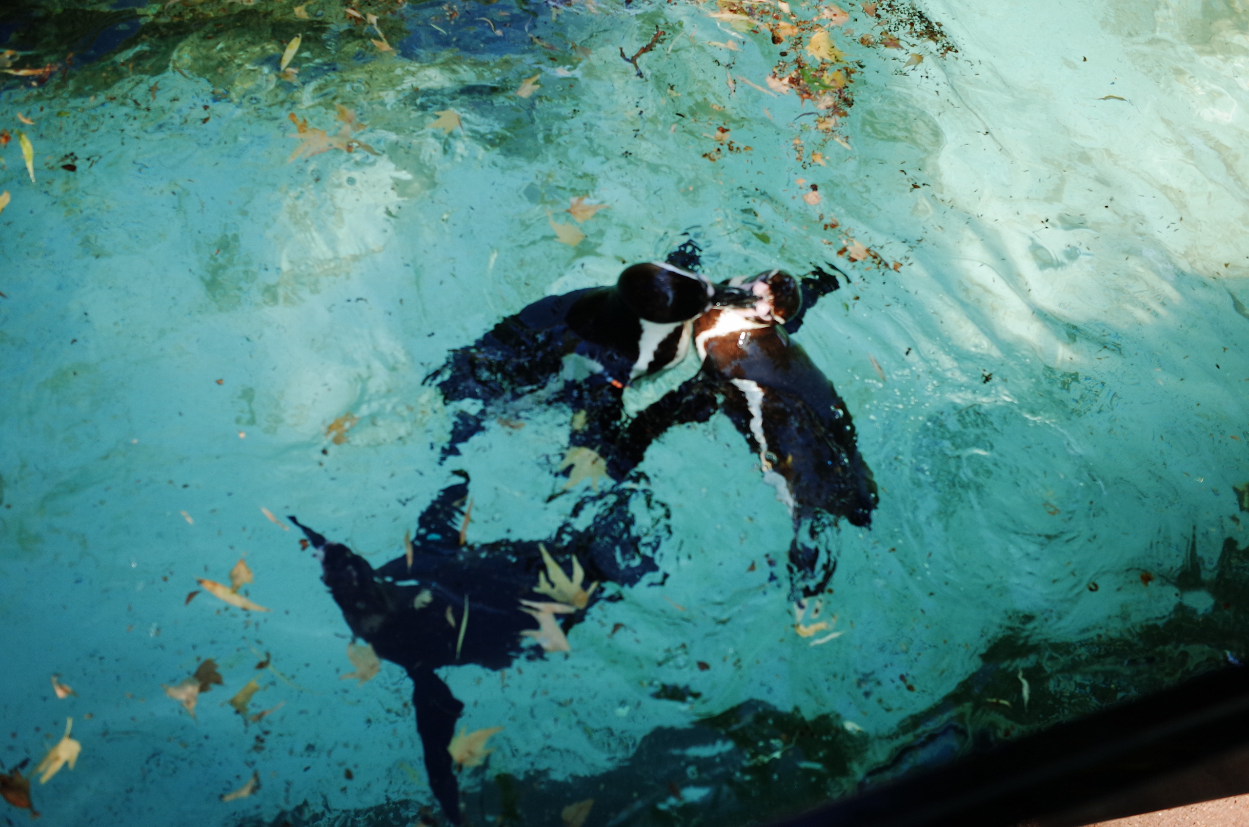 Little penguins. London zoo. Victoria Dini Photography