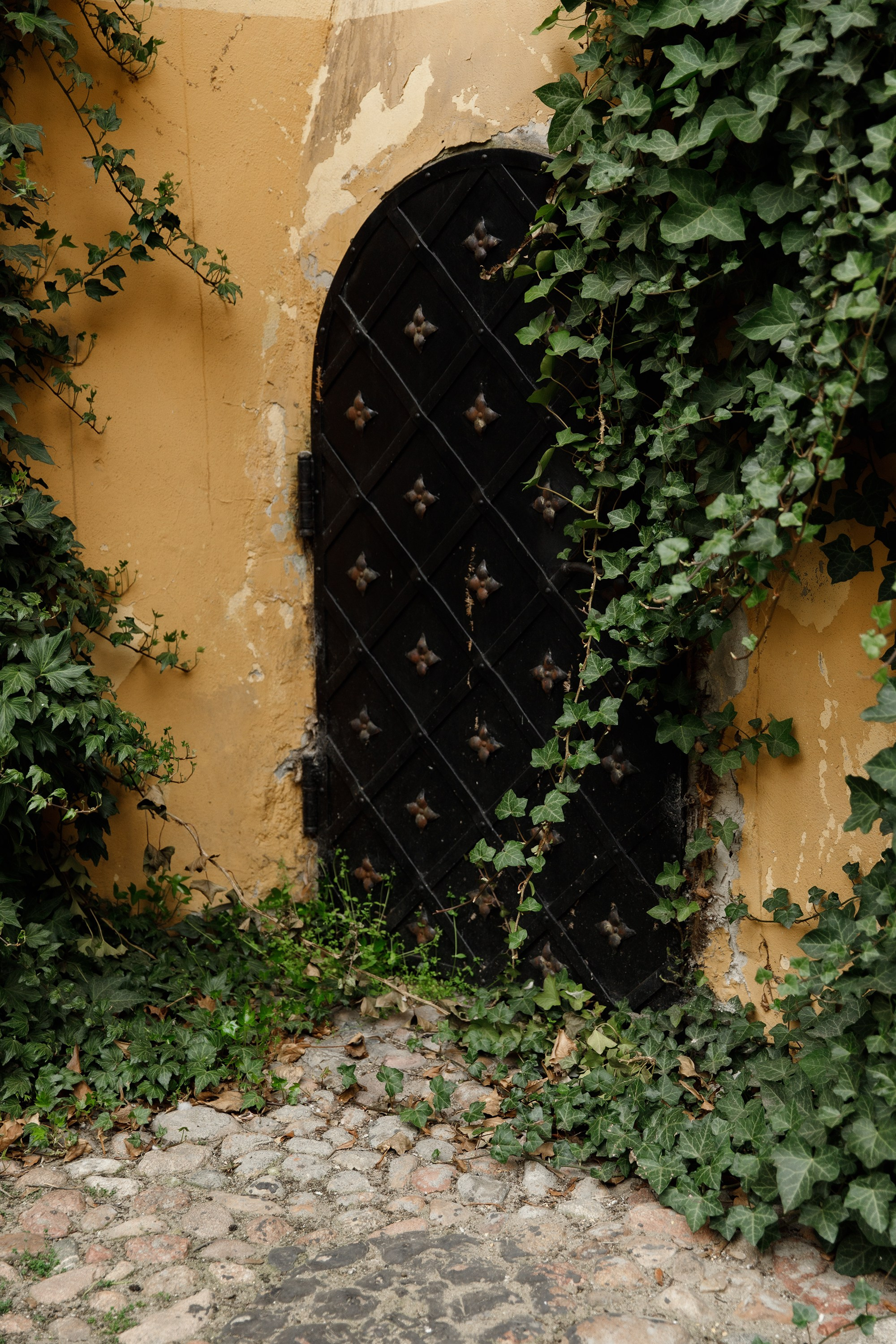 Oleśnica castle. Kaja | fotograf psów we Wrocławiu