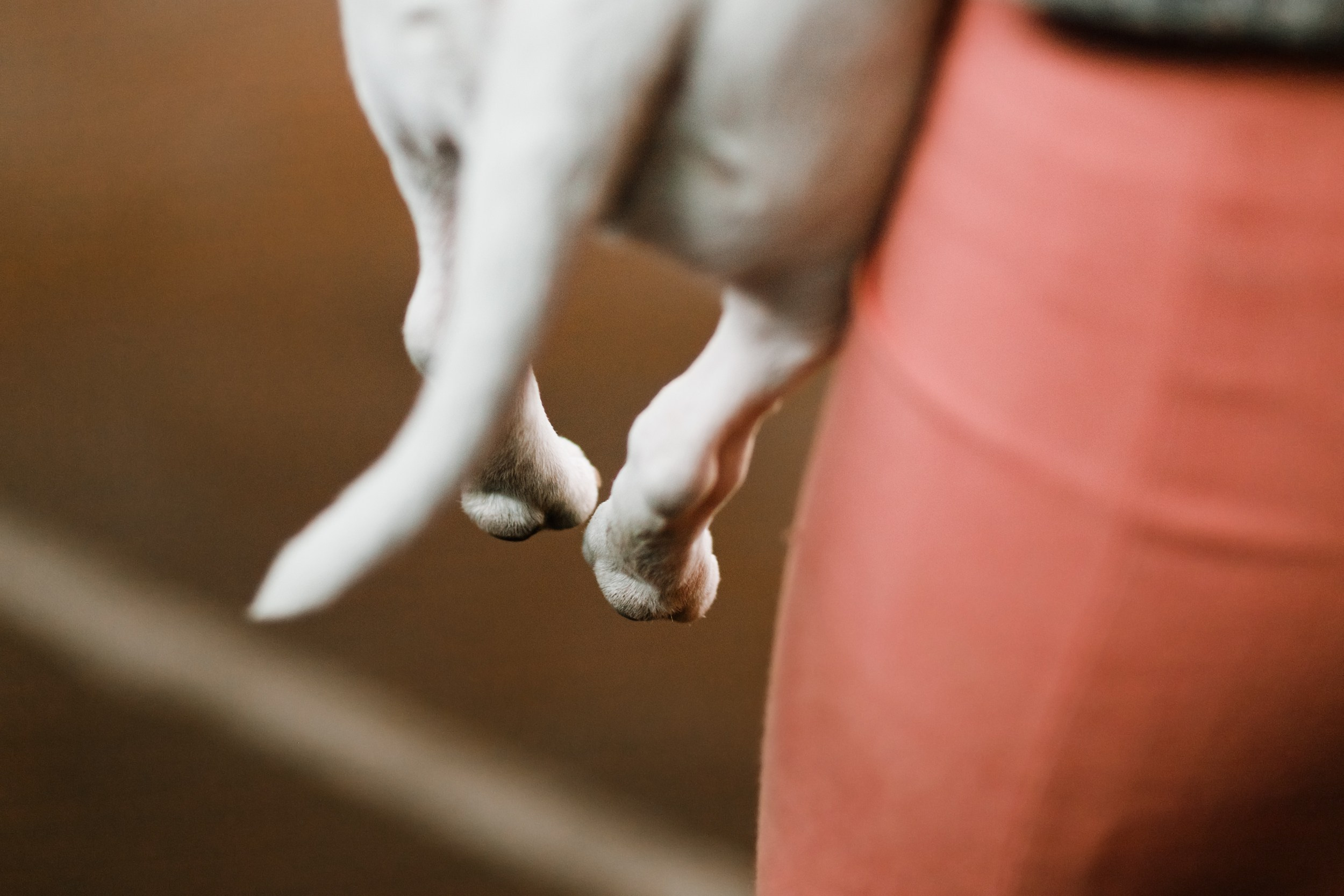 Dog shows | the best ones. Kaja | fotograf psów we Wrocławiu