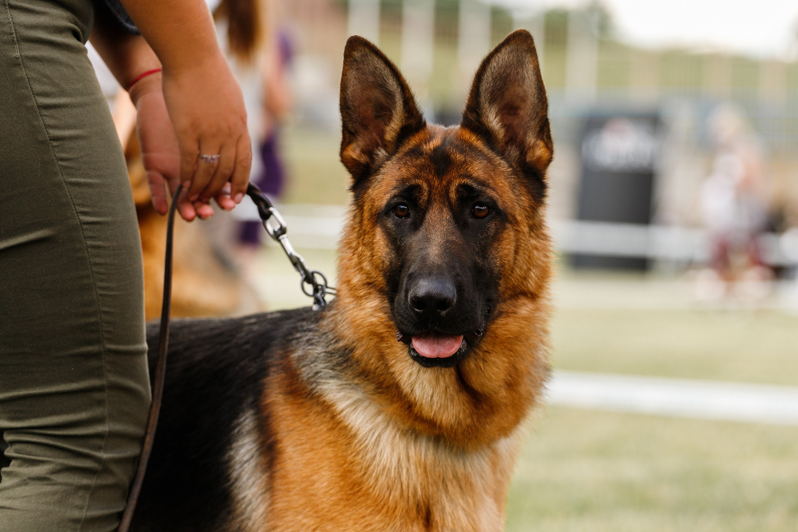 Dog shows | the best ones. Kaja | fotograf psów we Wrocławiu