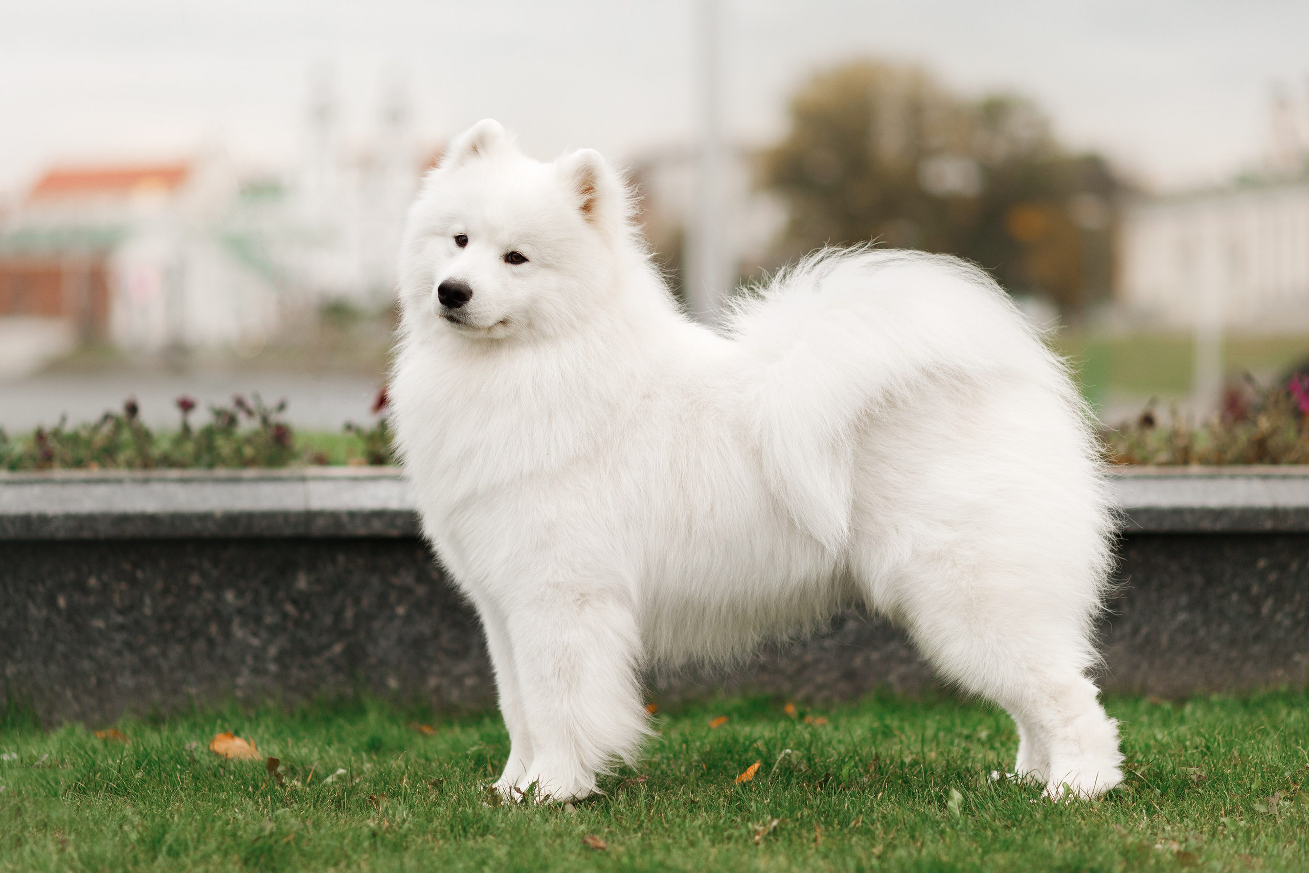 Dog shows | the best ones. Kaja | fotograf psów we Wrocławiu