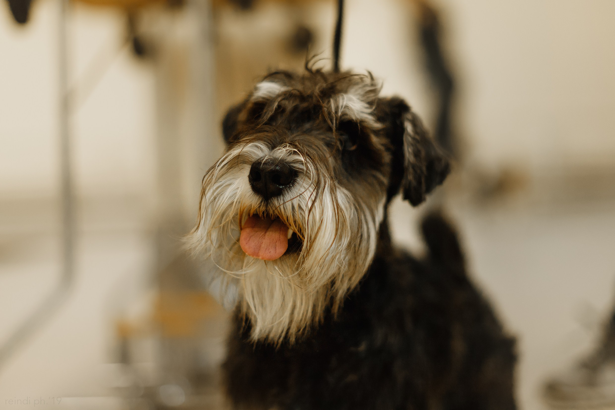 Dog handling hall. Kaja | fotograf we Wrocławiu | ludzie i psy