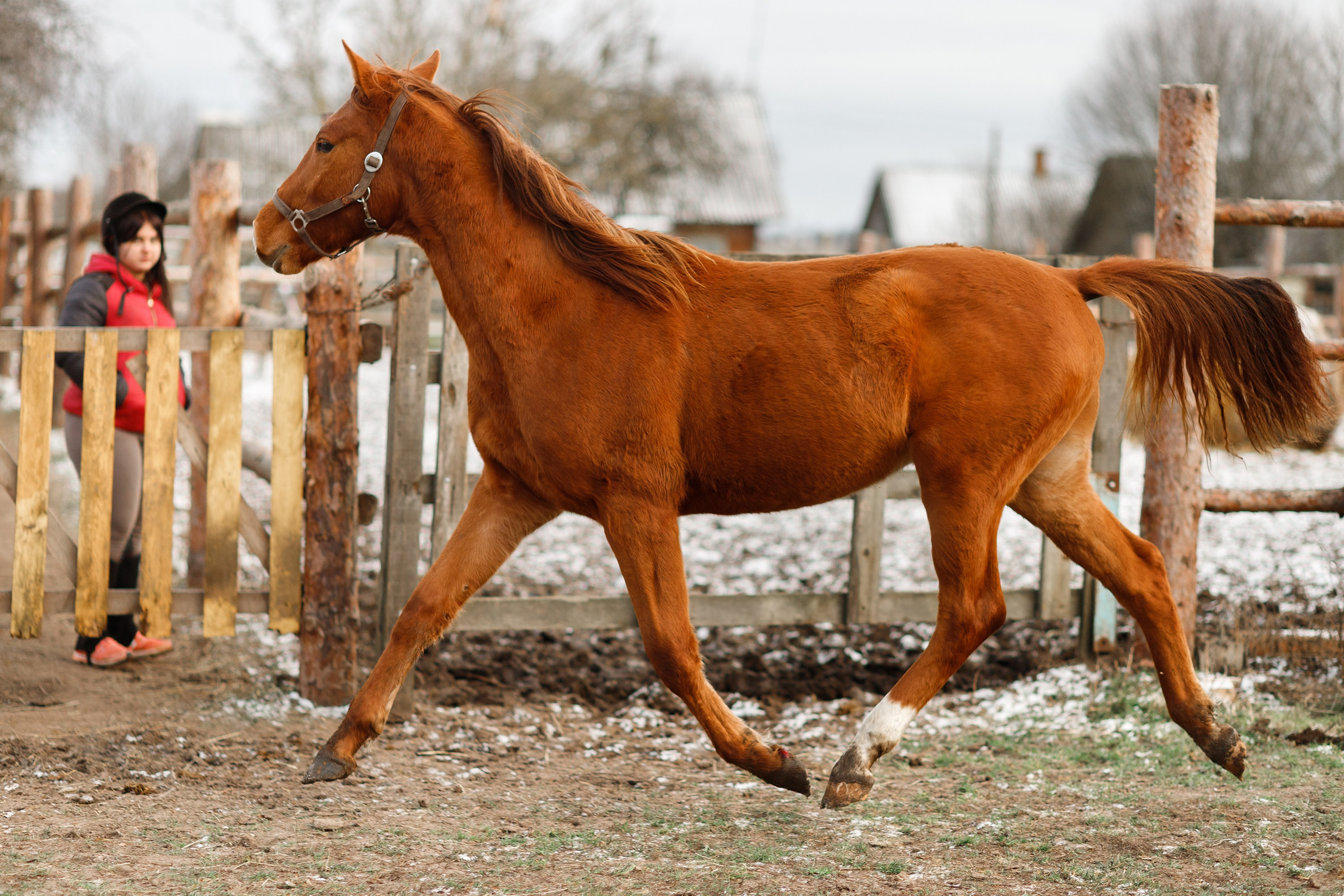 Winter stable. Kaja | fotograf psów we Wrocławiu