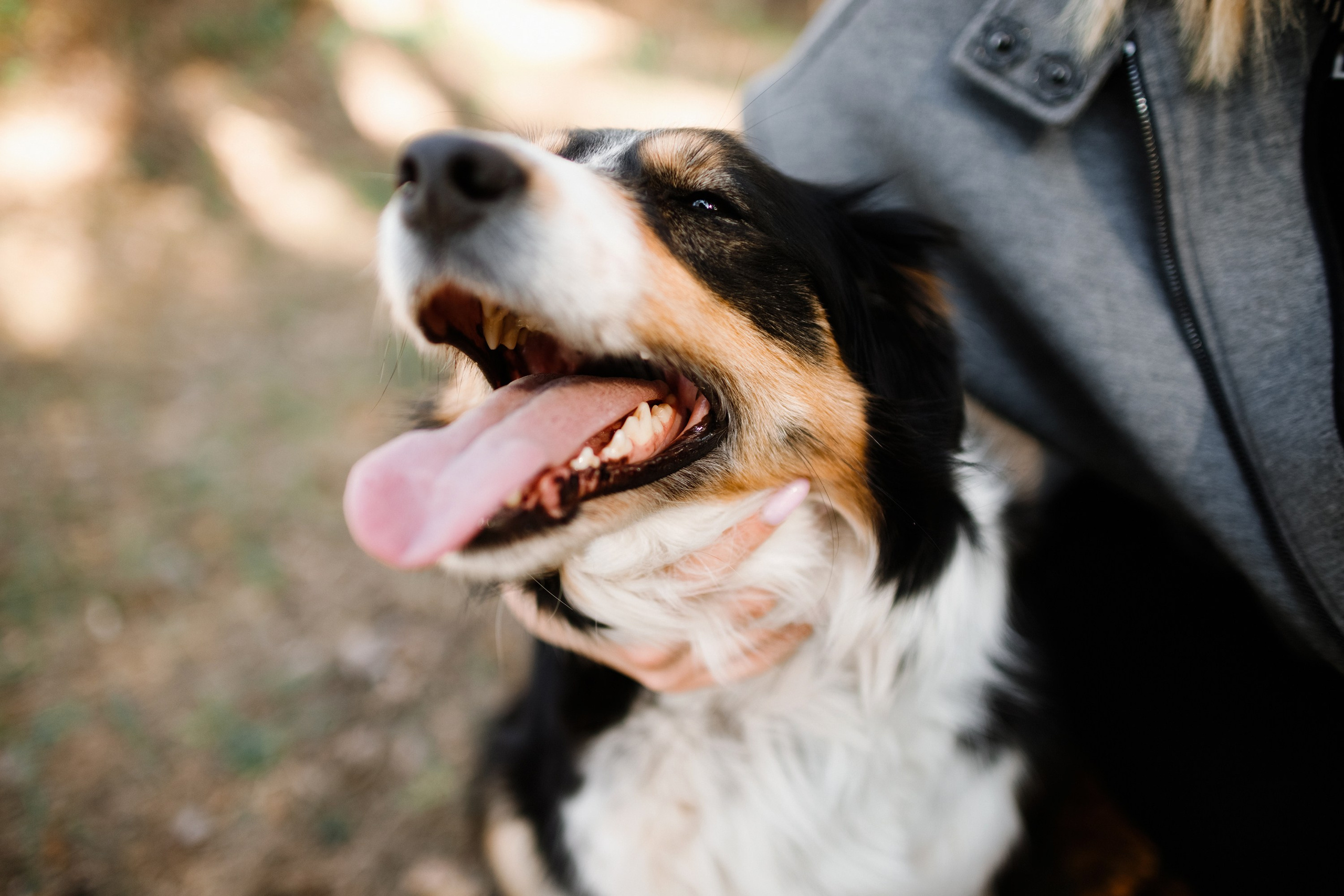 Dog trainer blog content. Kaja | fotograf we Wrocławiu | ludzie i psy