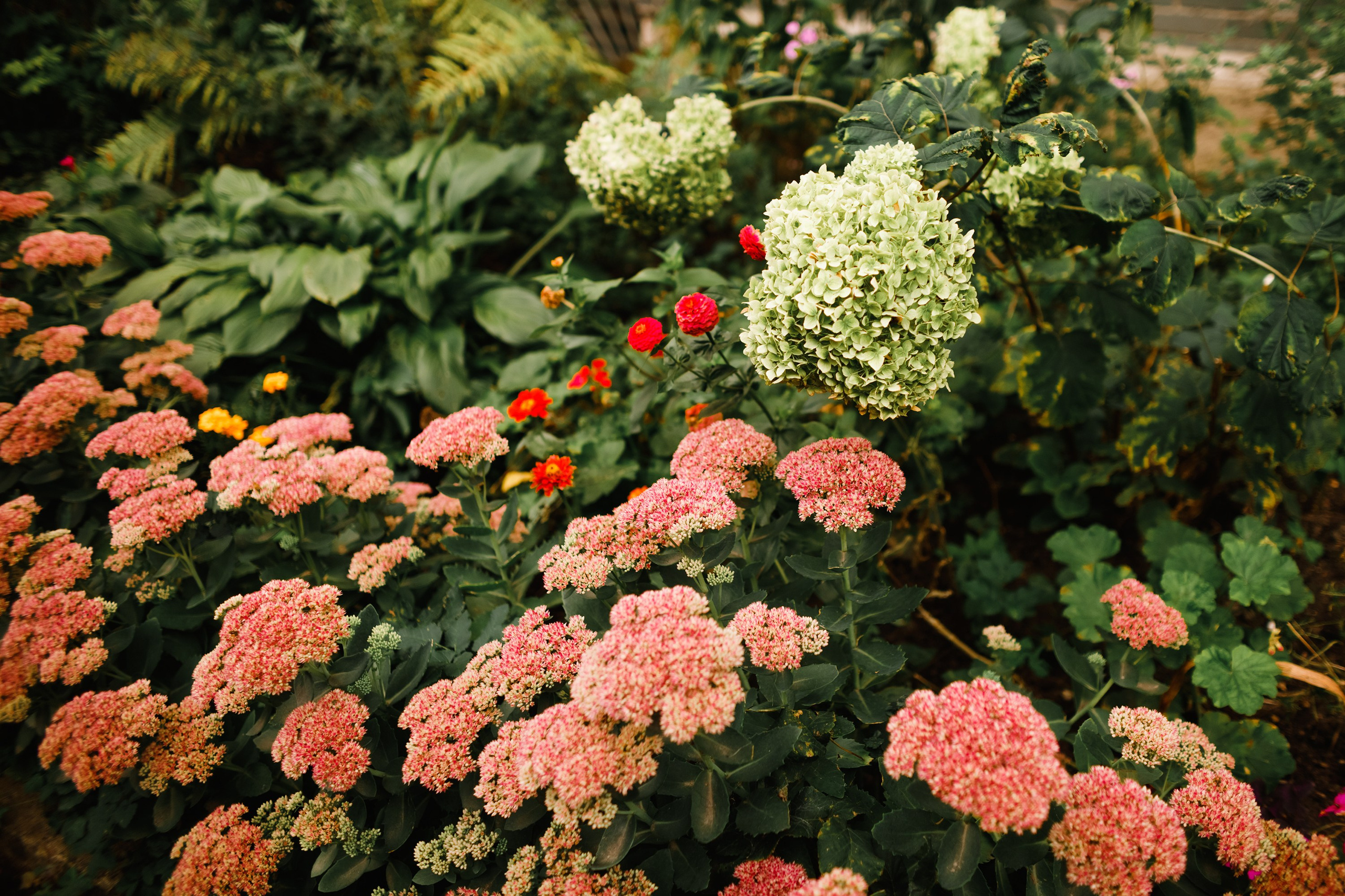 Grodno. Kaja | fotograf we Wrocławiu | ludzie i psy