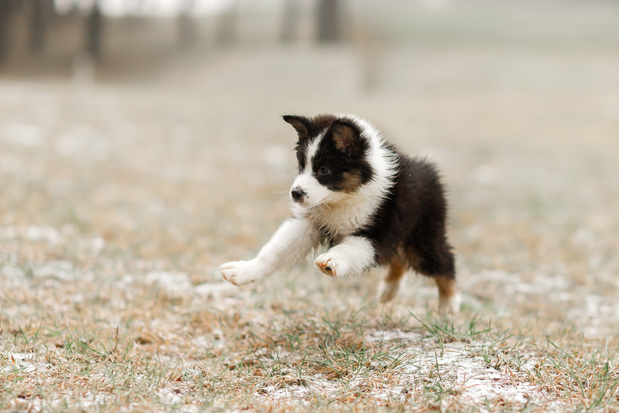 Pack of aussie puppies. Kaja | fotograf psów we Wrocławiu