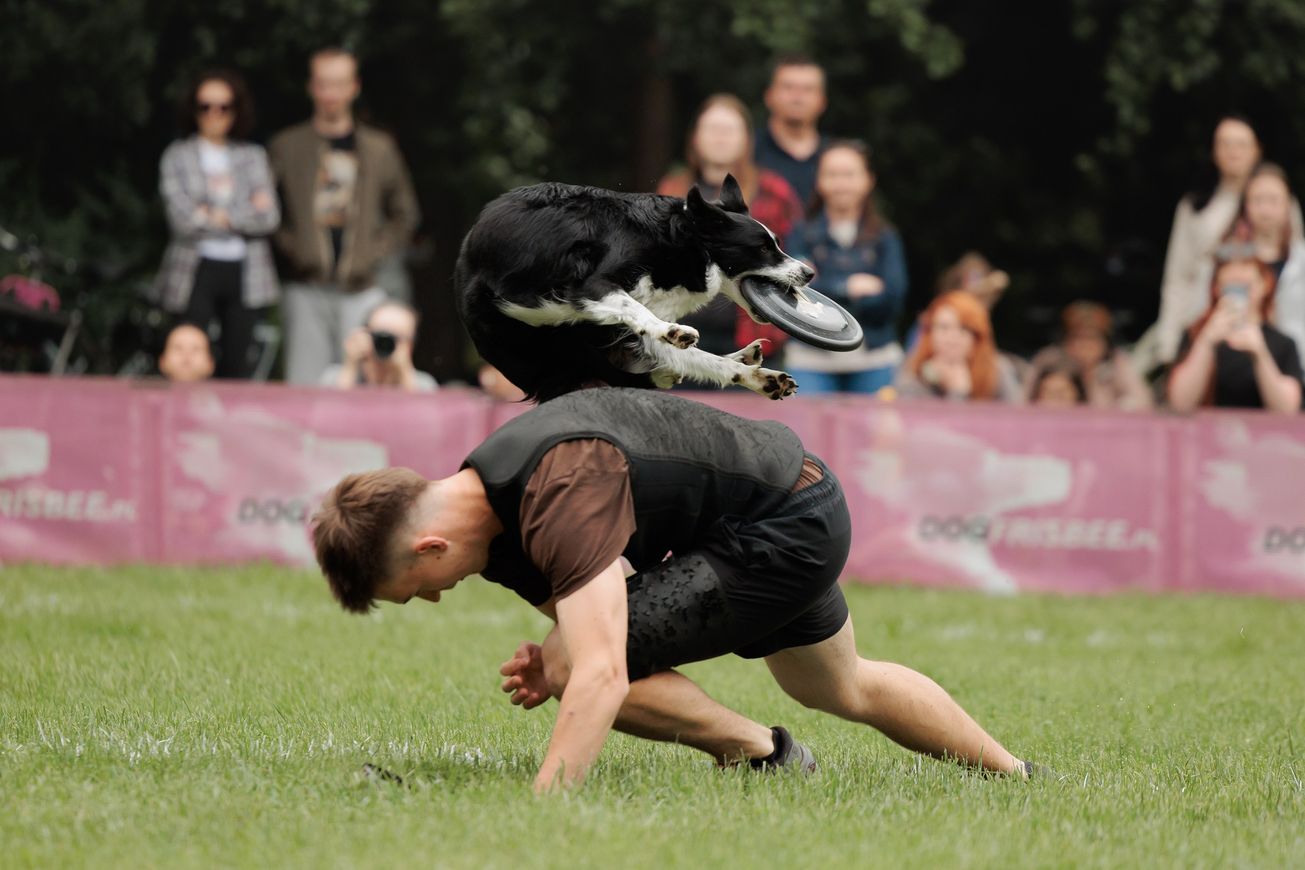 Latające psy, Wrocław'25. Kaja | fotograf psów we Wrocławiu