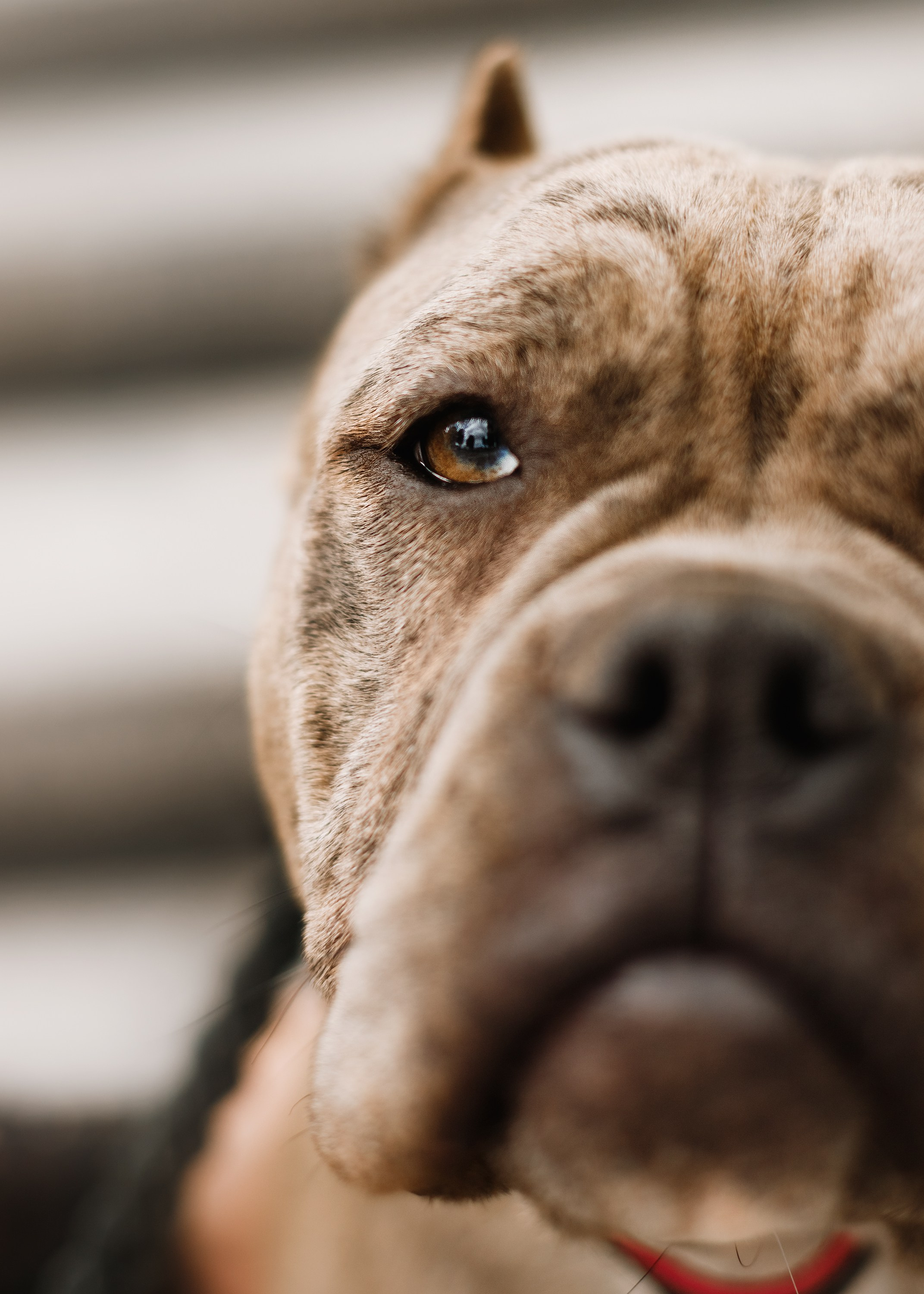 Alesya & her bullies. Kaja | fotograf we Wrocławiu | ludzie i psy