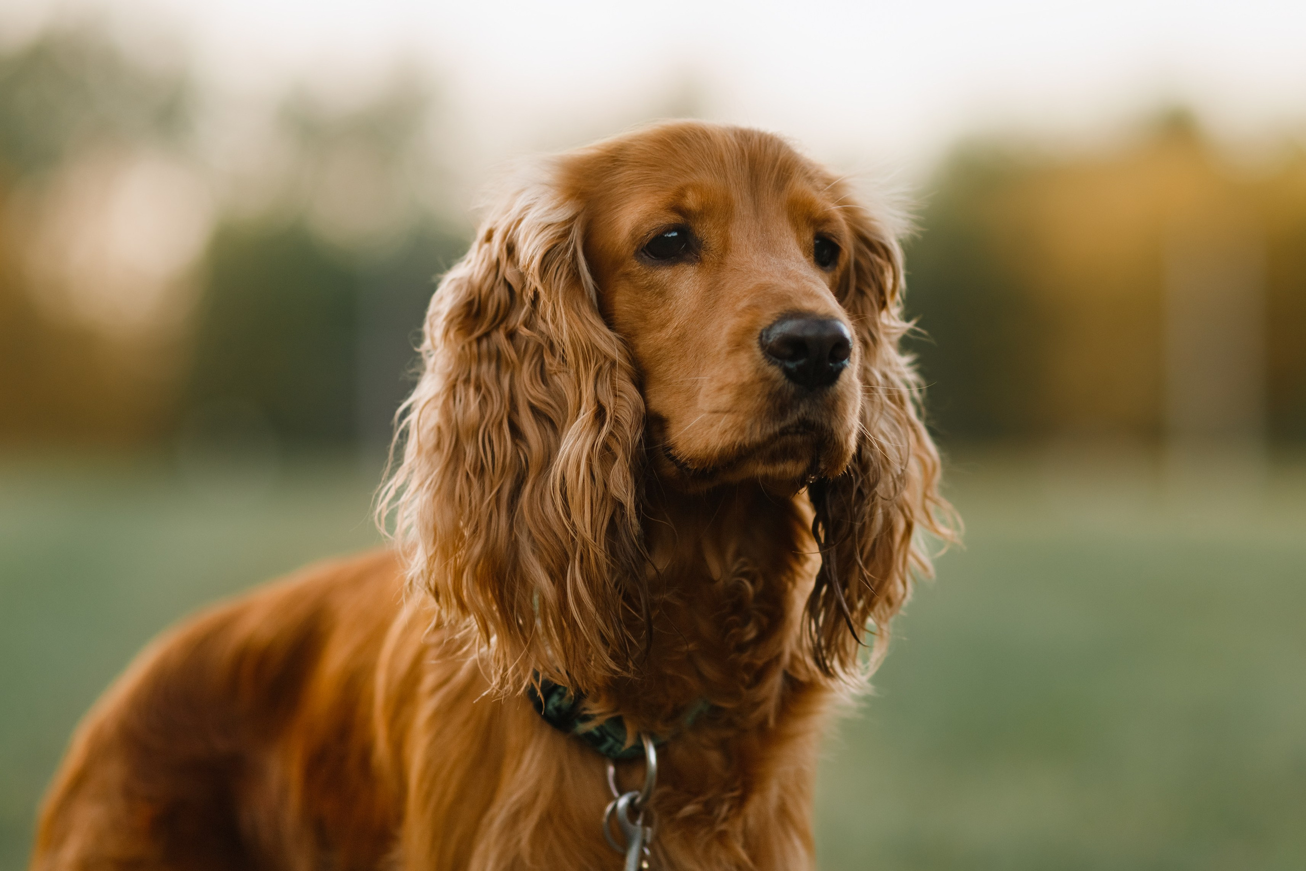 Frisbee workshop of Darya Lukina. Kaja | fotograf we Wrocławiu | ludzie i psy