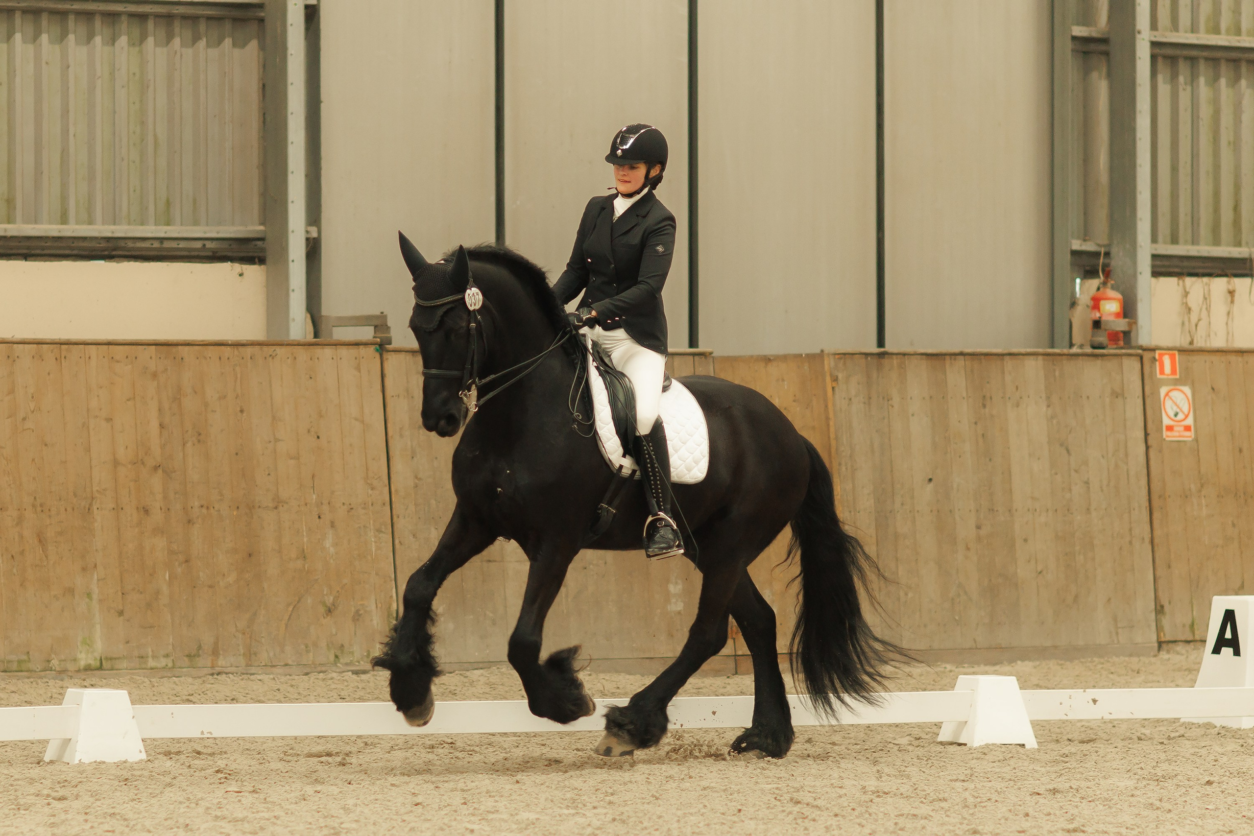 Partynice dressage \ feb'25. Kaja | fotograf we Wrocławiu | ludzie i psy