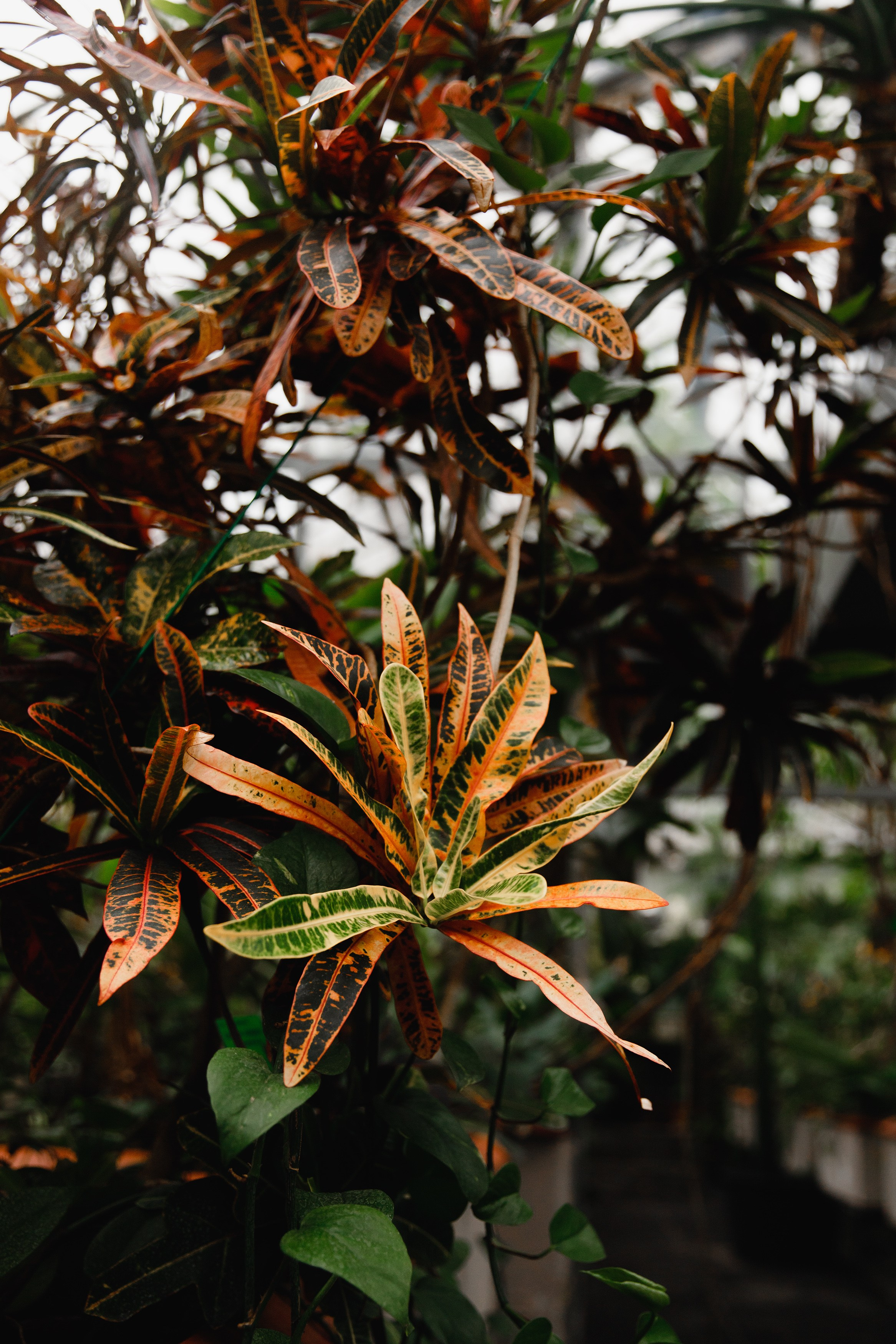 Botanical garden in Wroclaw. Kaja | fotograf we Wrocławiu | ludzie i psy