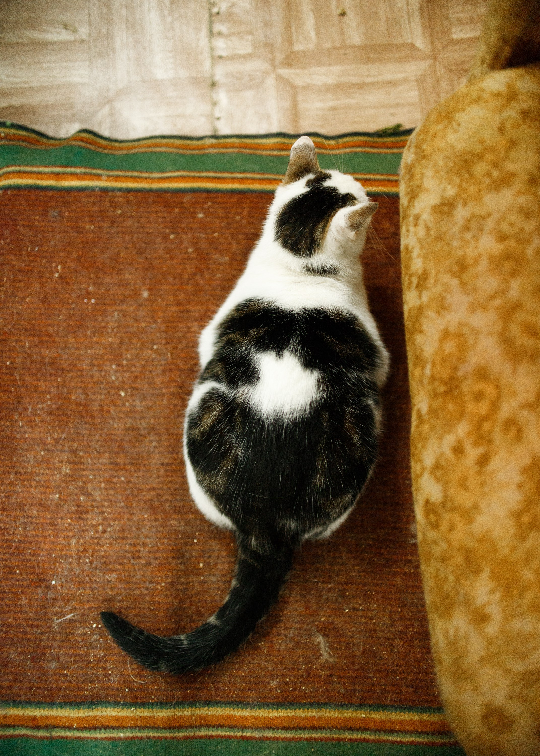 Shelter's cats for adoption. Kaja | fotograf we Wrocławiu | ludzie i psy