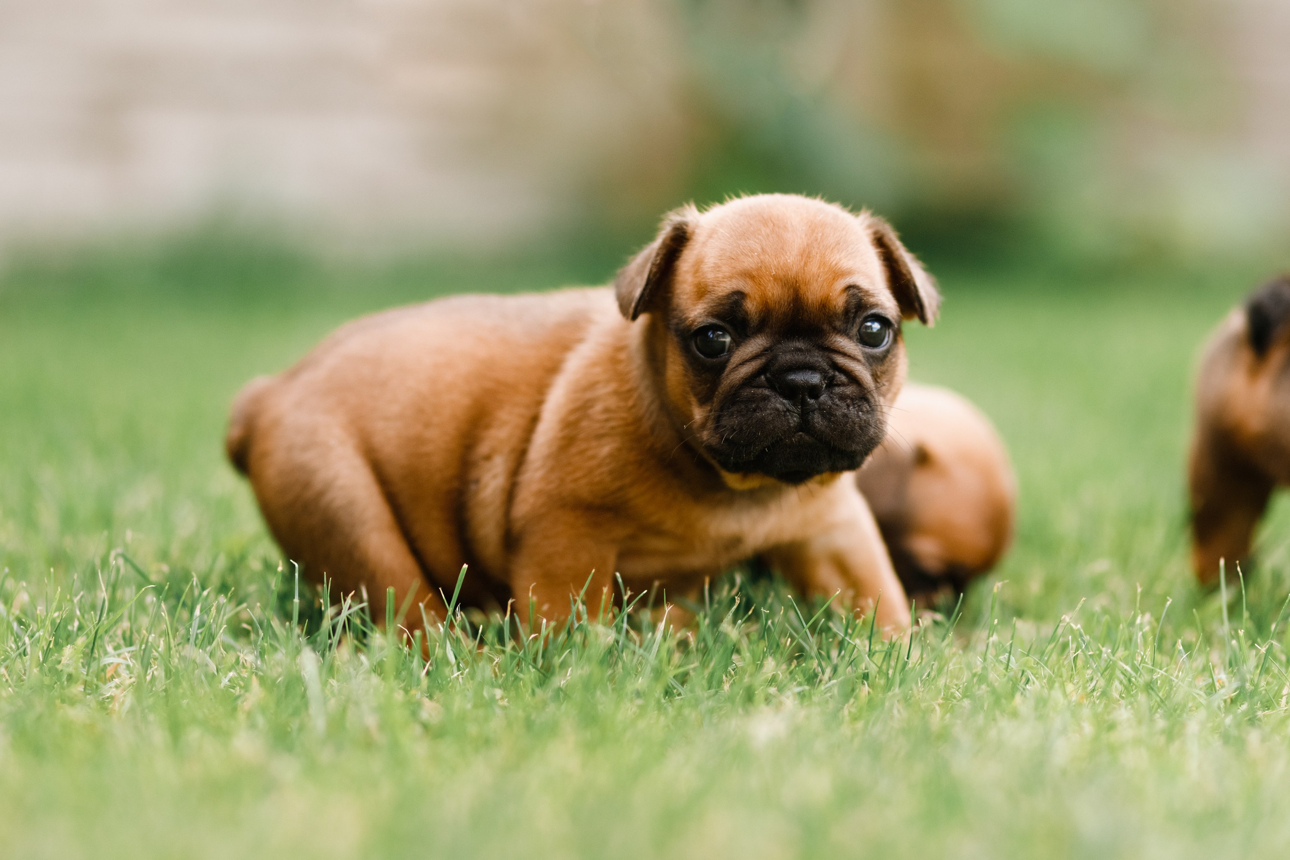 French bulldog puppies. Kaja | fotograf we Wrocławiu | ludzie i psy