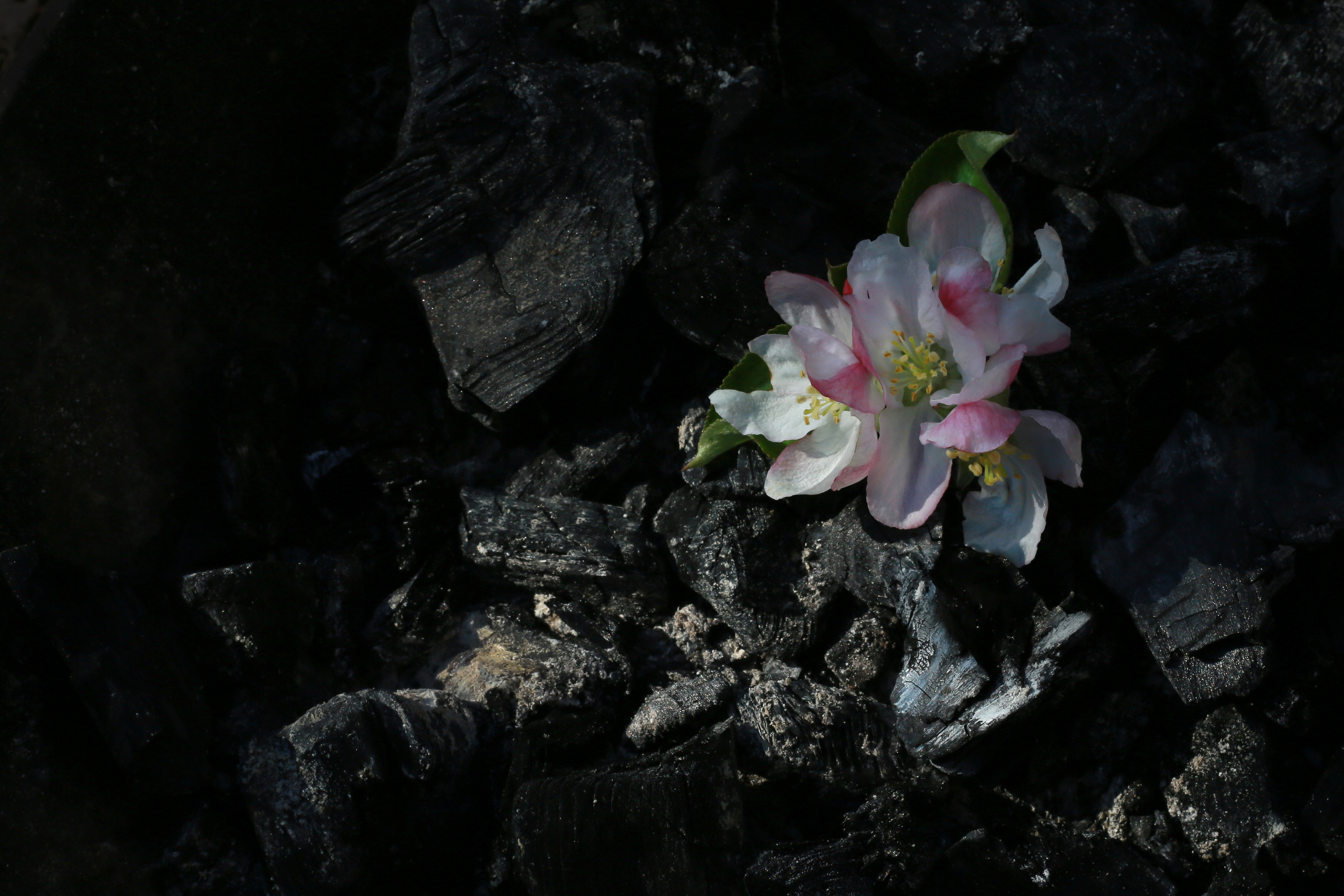 NATURE MORTE et VIVANTE. Natalia Bogdanovska. Films et photographie corporate en France